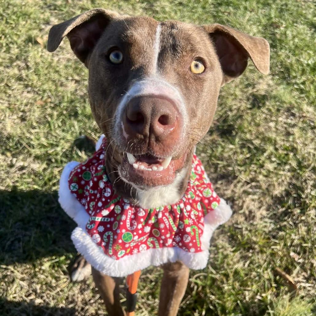 Enlarge Streusel, a Adoptable mixed breed in Concord, NC image 6/6