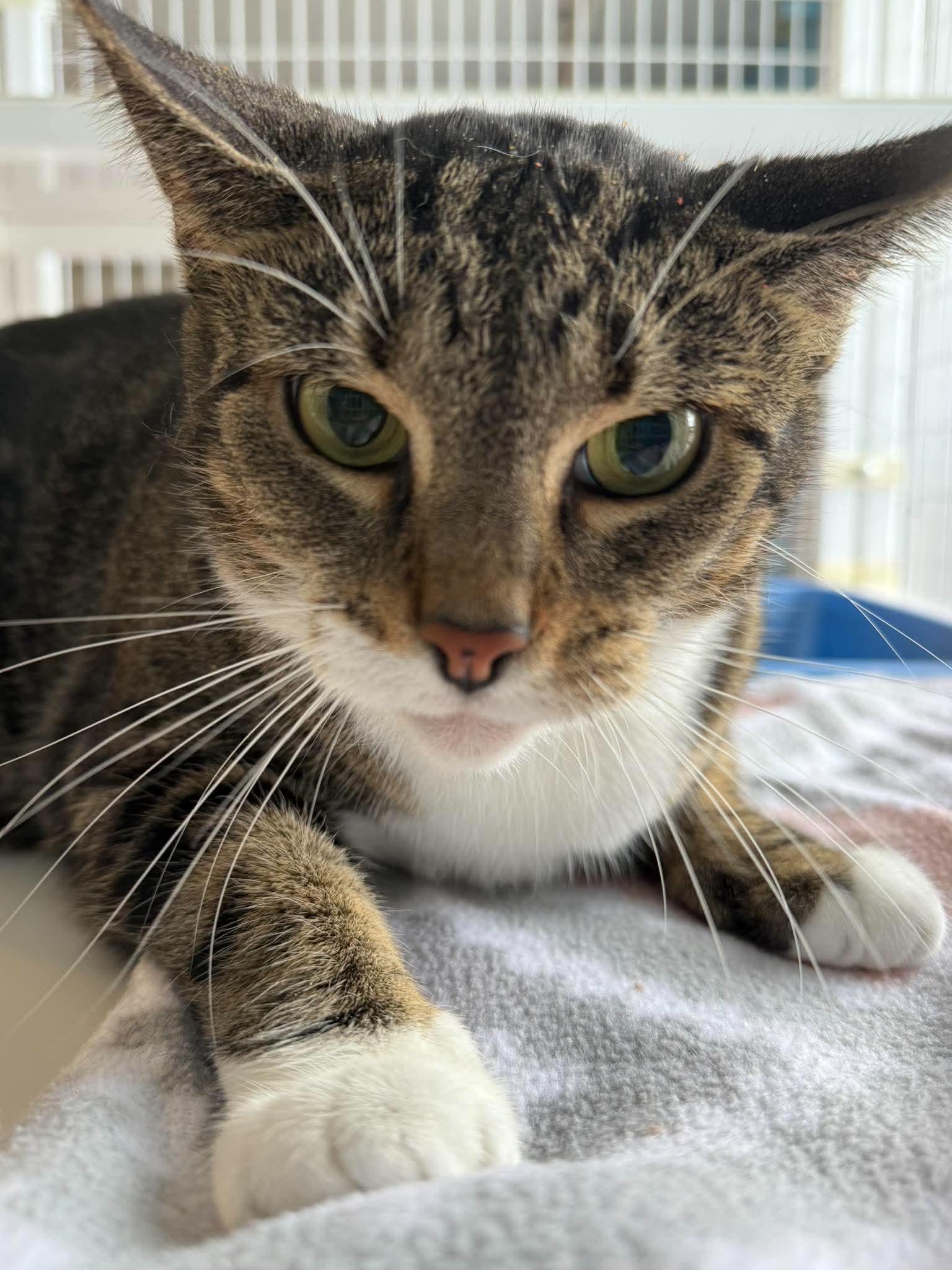 KiKi, Adoptable, Adult Female Domestic Short Hair.