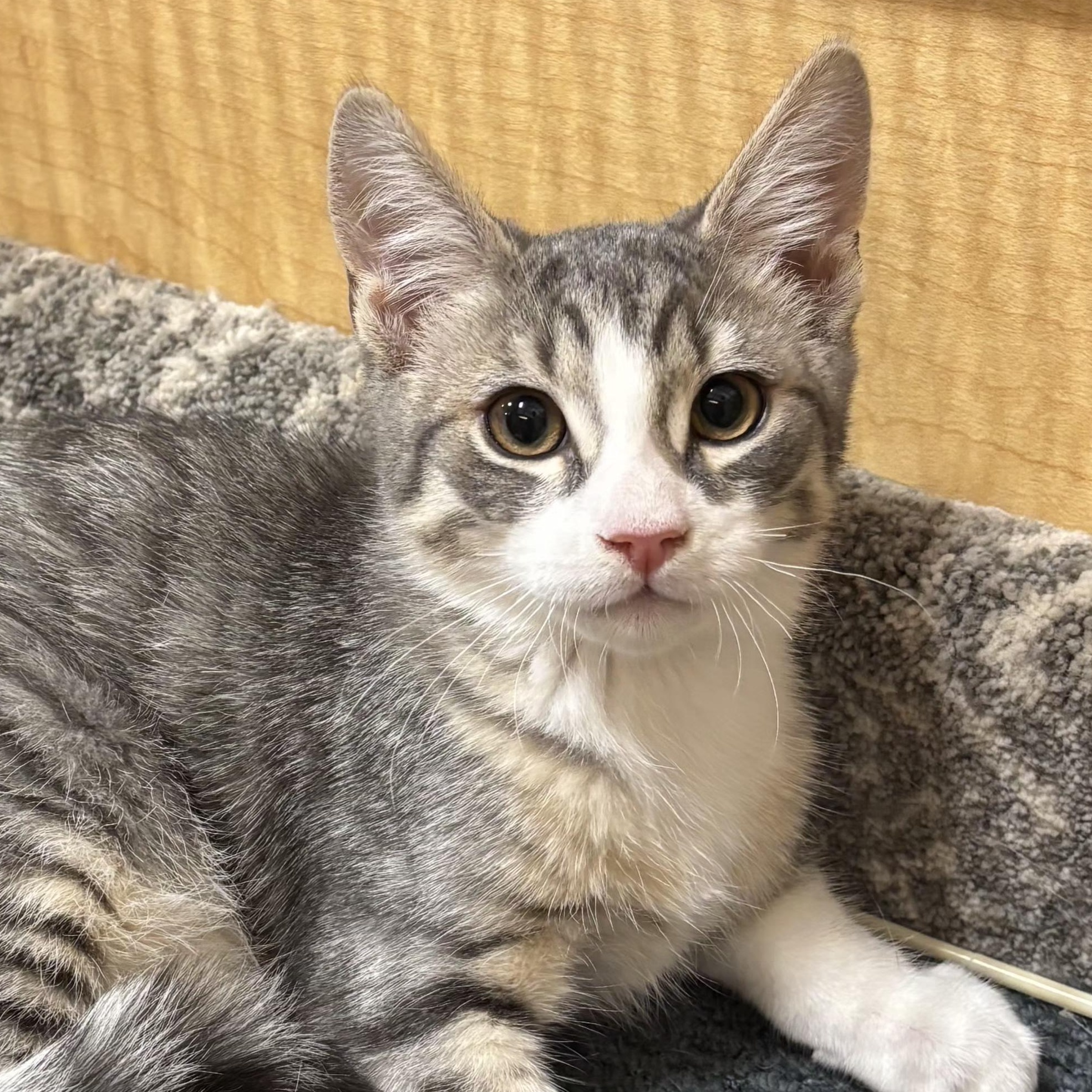 Portobello, adopted, Kitten Male Domestic Short Hair.