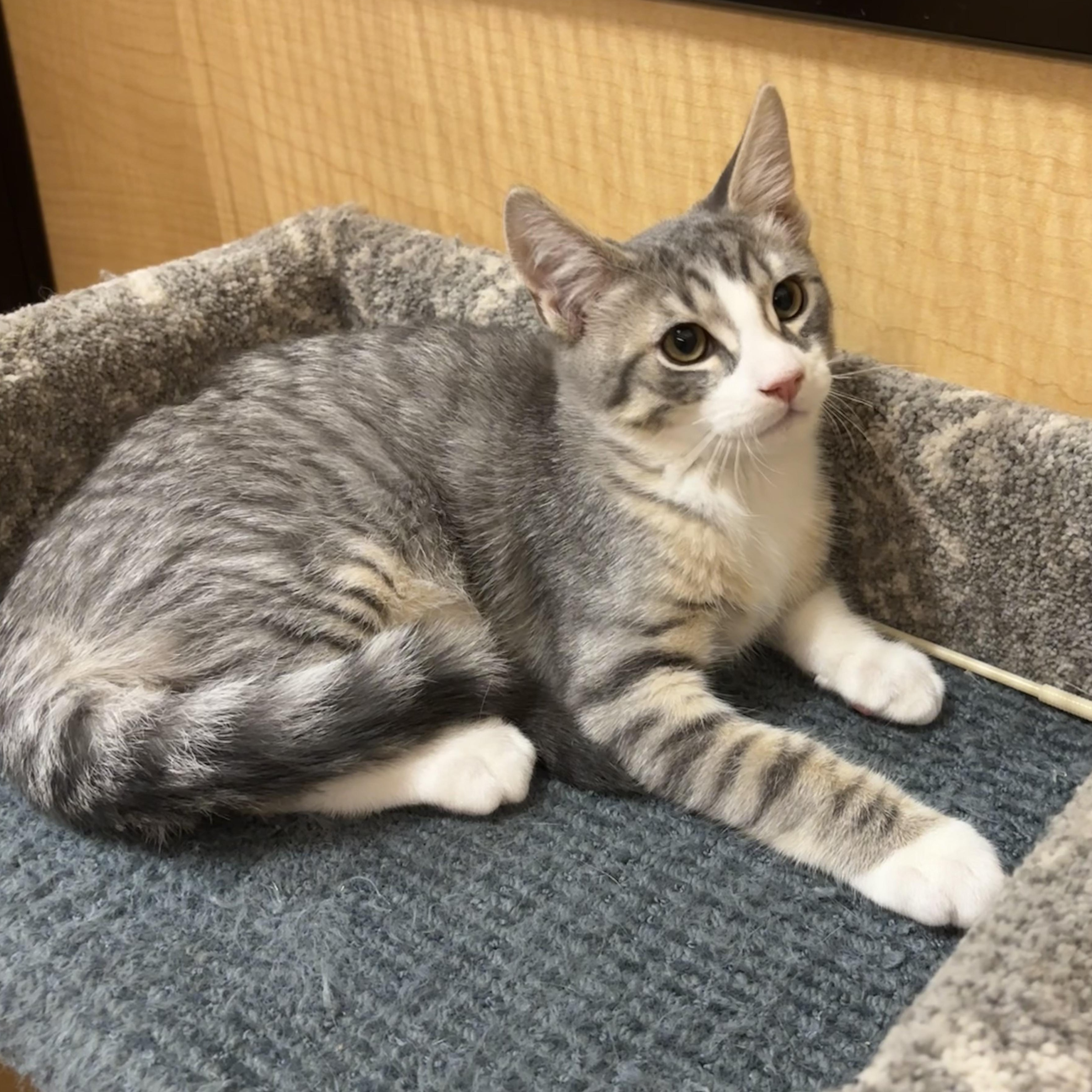 Enlarge Portobello, an adopted Domestic Short Hair in Irvine, CA image 5/6