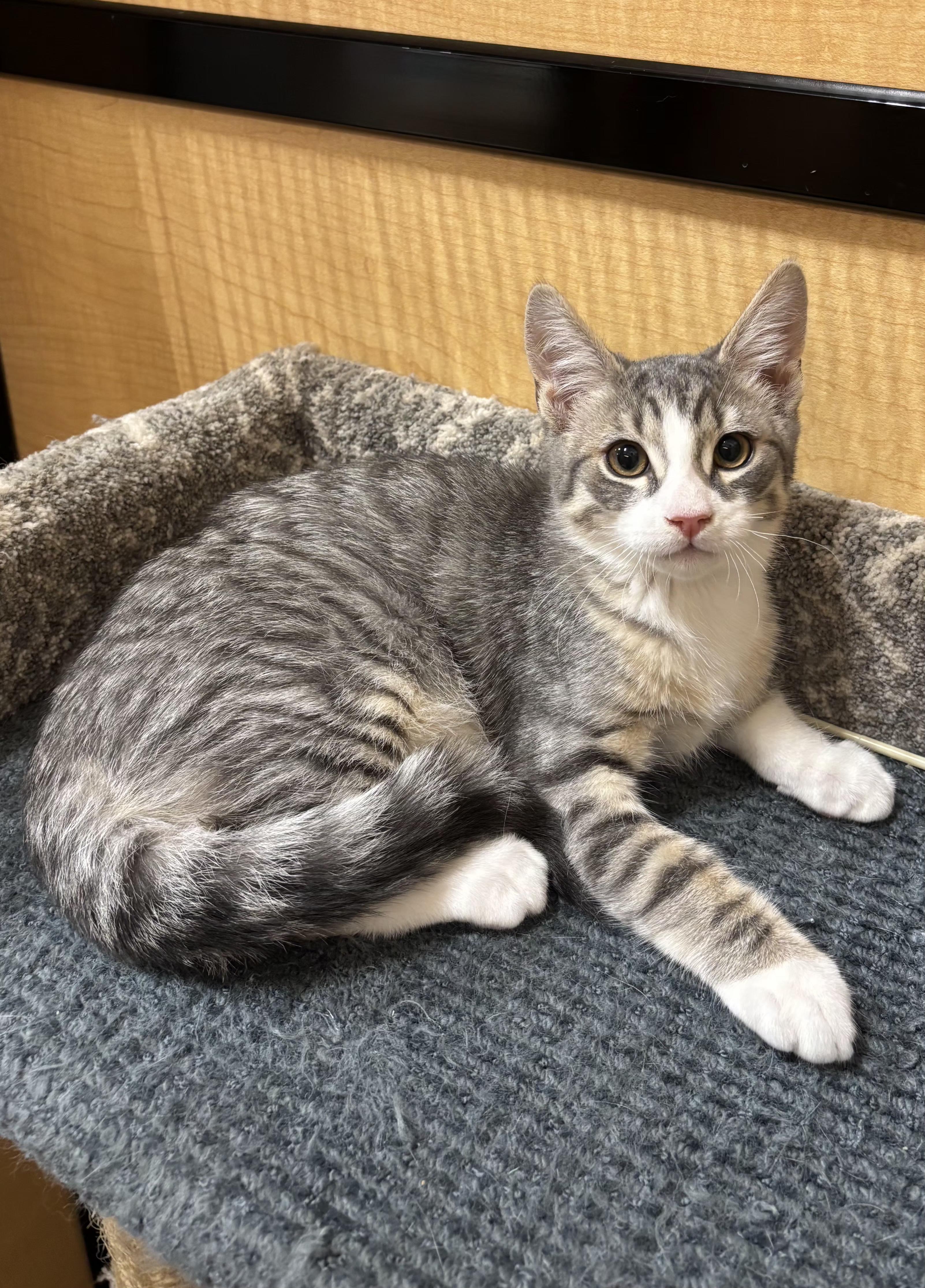 Enlarge Portobello, an adopted Domestic Short Hair in Irvine, CA image 4/6