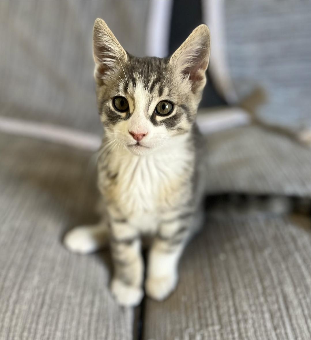 Enlarge Portobello, an adopted Domestic Short Hair in Irvine, CA image 6/6