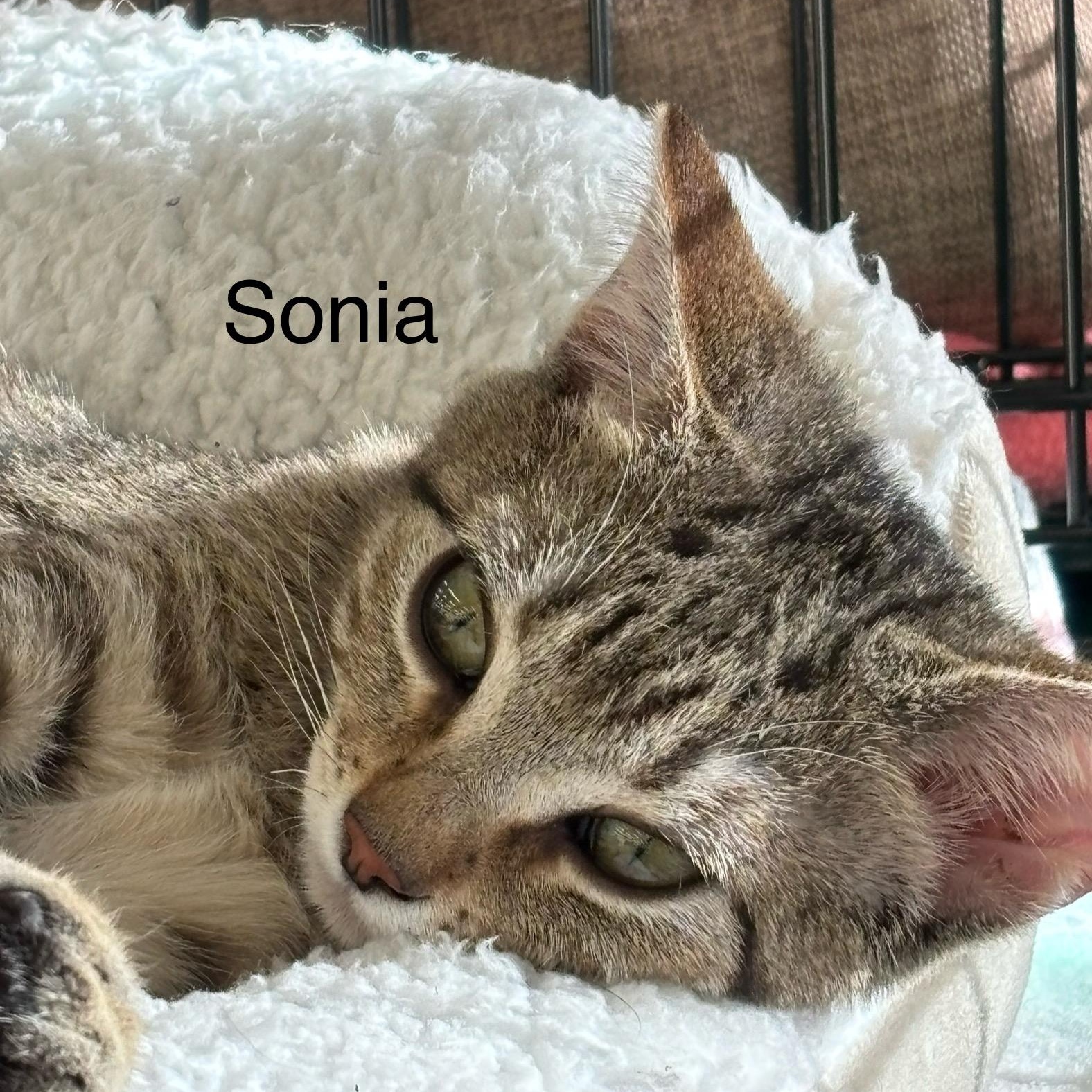 Sonia M. , adopted, Kitten Female Tabby.