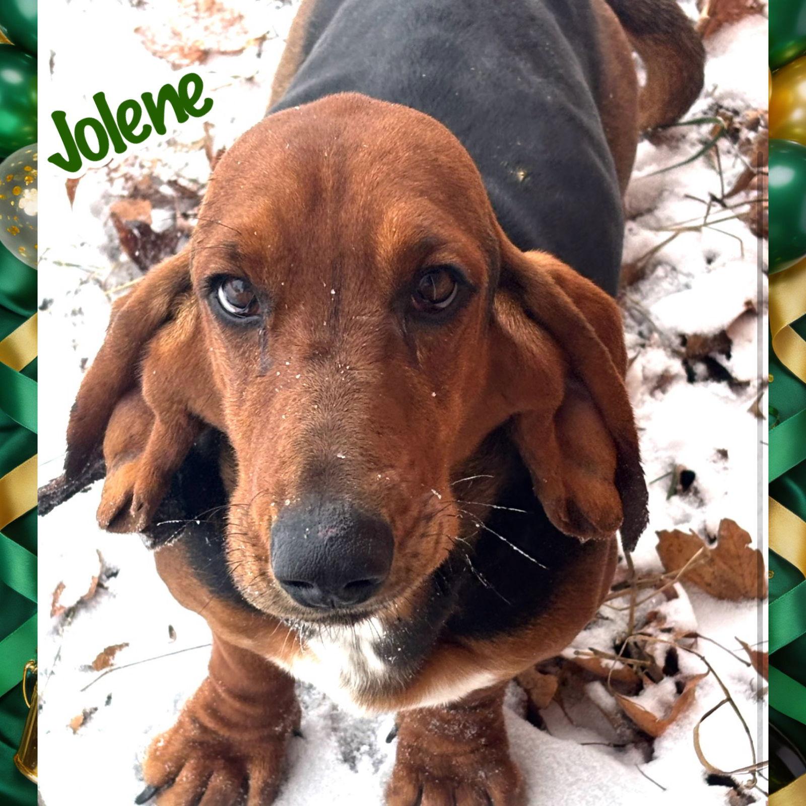 Jolene, Adopted, Adult Female Basset Hound.