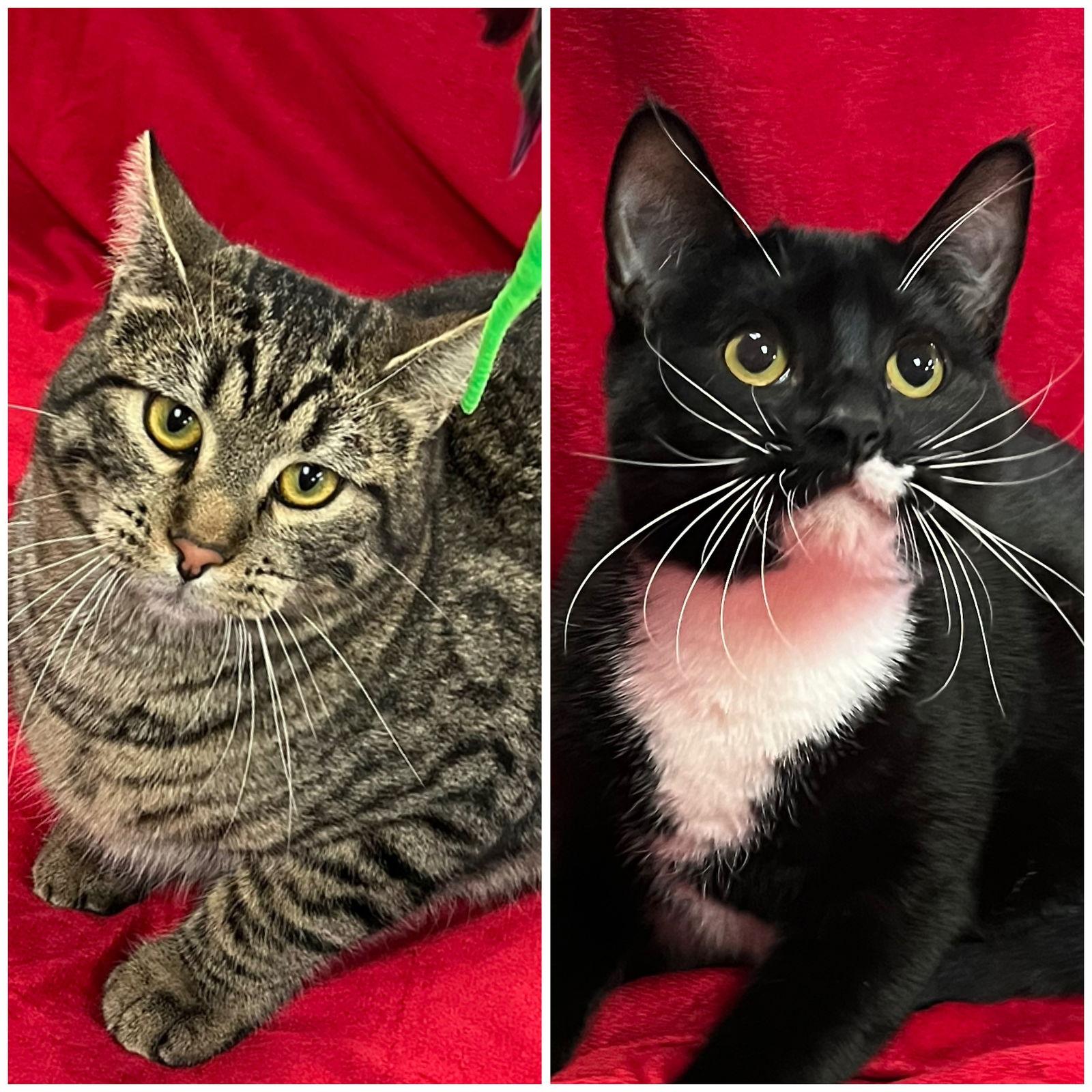 Ellie and Max, Adoptable, Young Female Domestic Short Hair.
