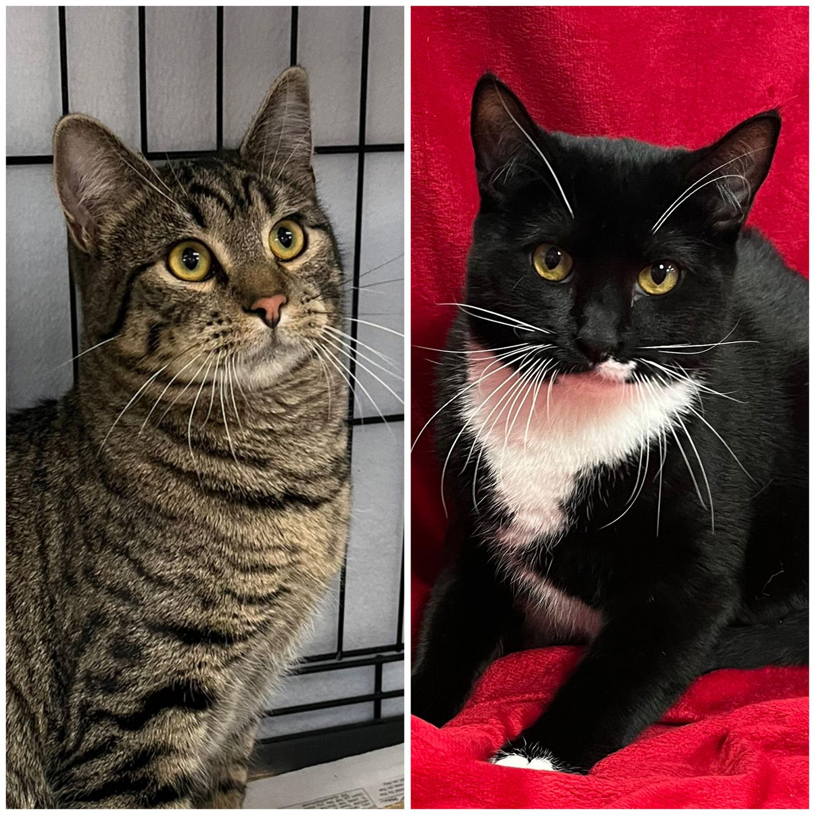 Enlarge Ellie and Max, a Adoptable Domestic Short Hair in Shawnee, KS image 1/3