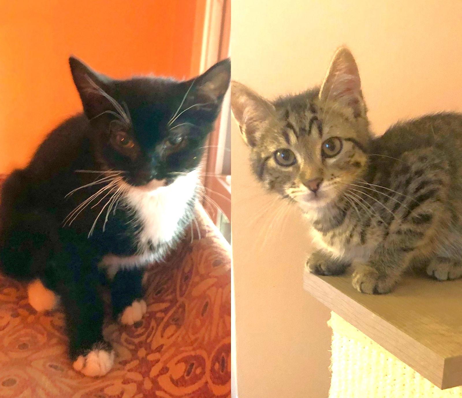 Enlarge Ellie and Max, a Adoptable Domestic Short Hair in Shawnee, KS image 1/1