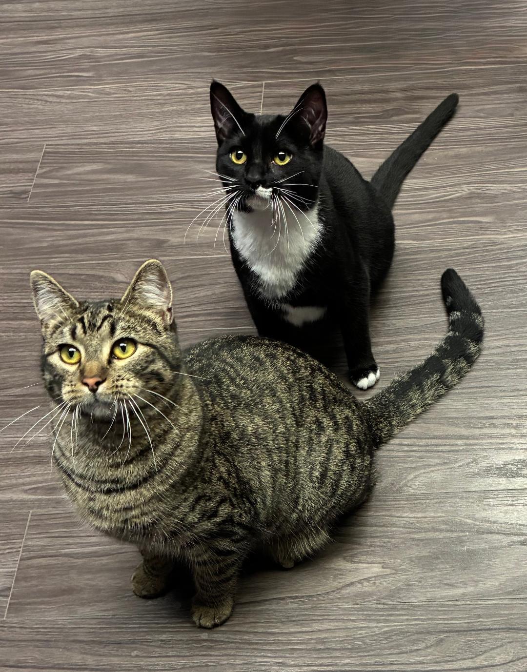 Enlarge Ellie and Max, a Adoptable Domestic Short Hair in Shawnee, KS image 2/3