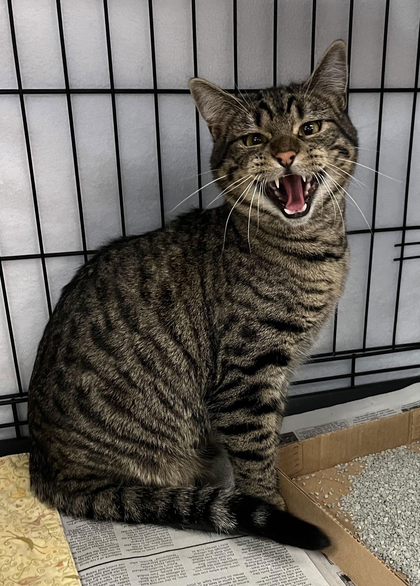 Enlarge Ellie and Max, a Adoptable Domestic Short Hair in Shawnee, KS image 3/3