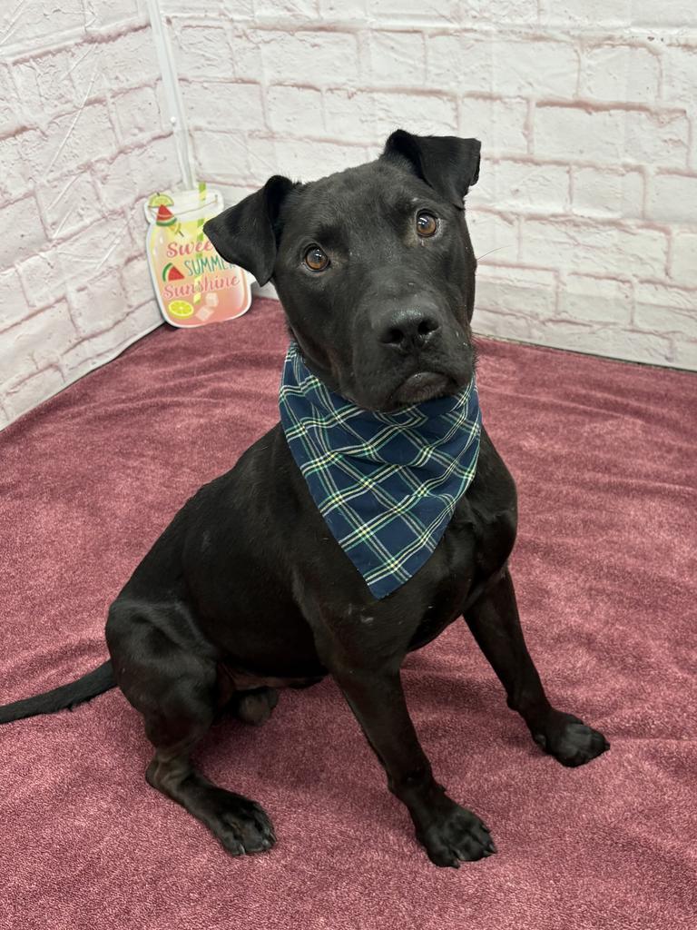 Enlarge The Mug, a Adoptable mixed breed in Detroit, MI image 1/6