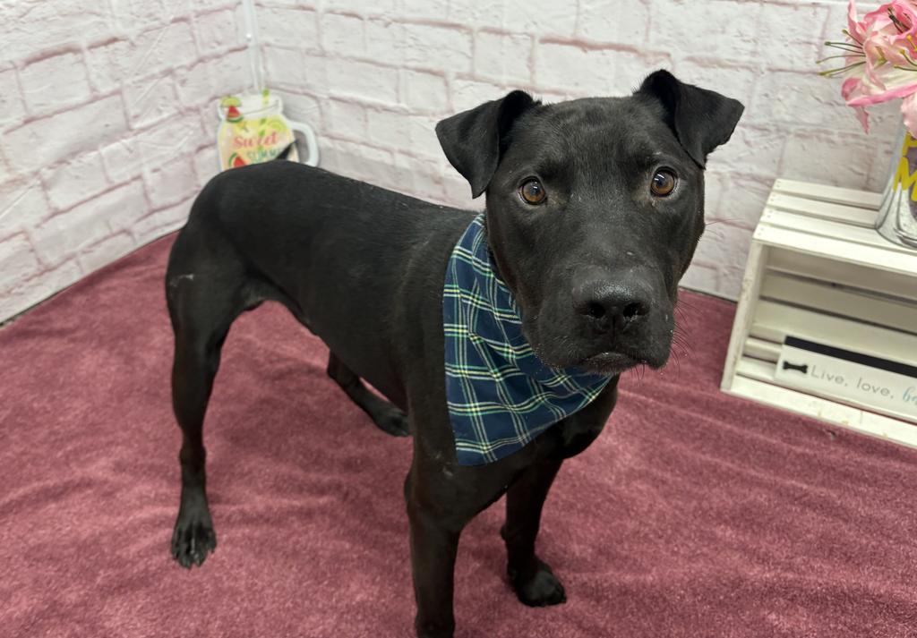 Enlarge The Mug, a Adoptable mixed breed in Detroit, MI image 2/6