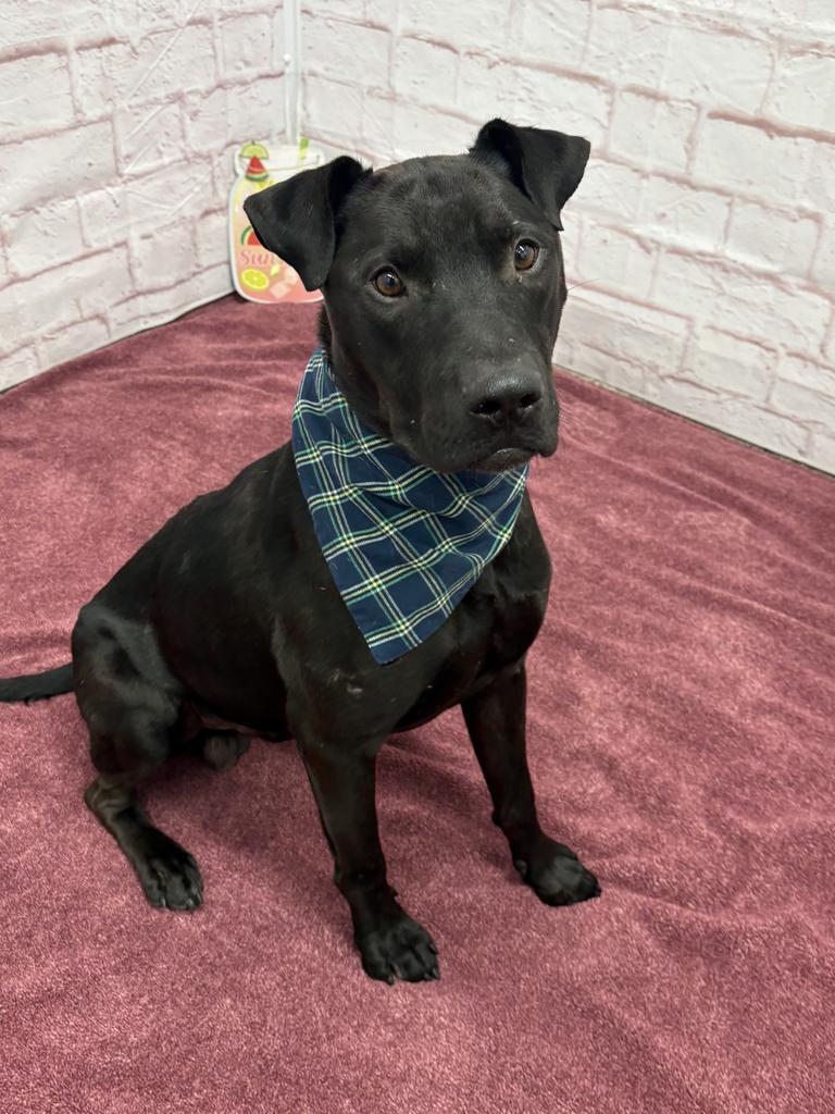Enlarge The Mug, a Adoptable mixed breed in Detroit, MI image 3/6