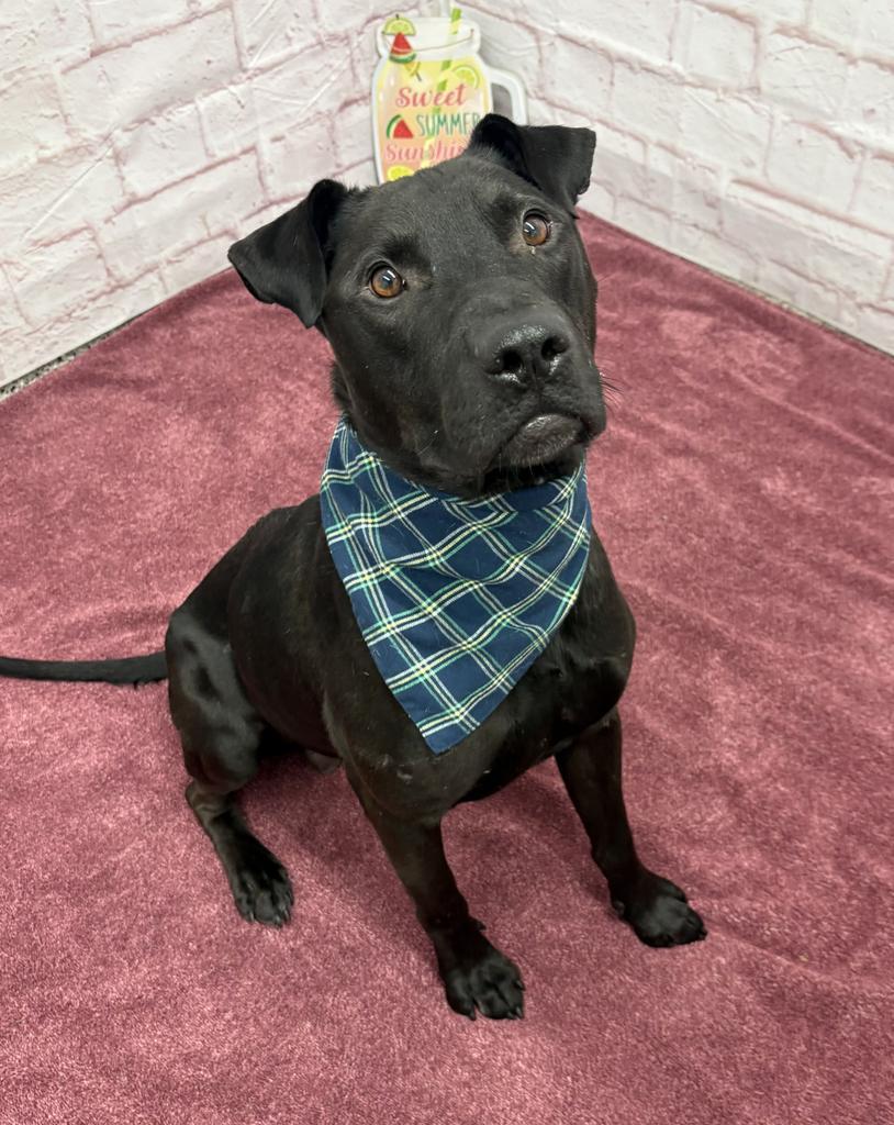 Enlarge The Mug, a Adoptable mixed breed in Detroit, MI image 4/6