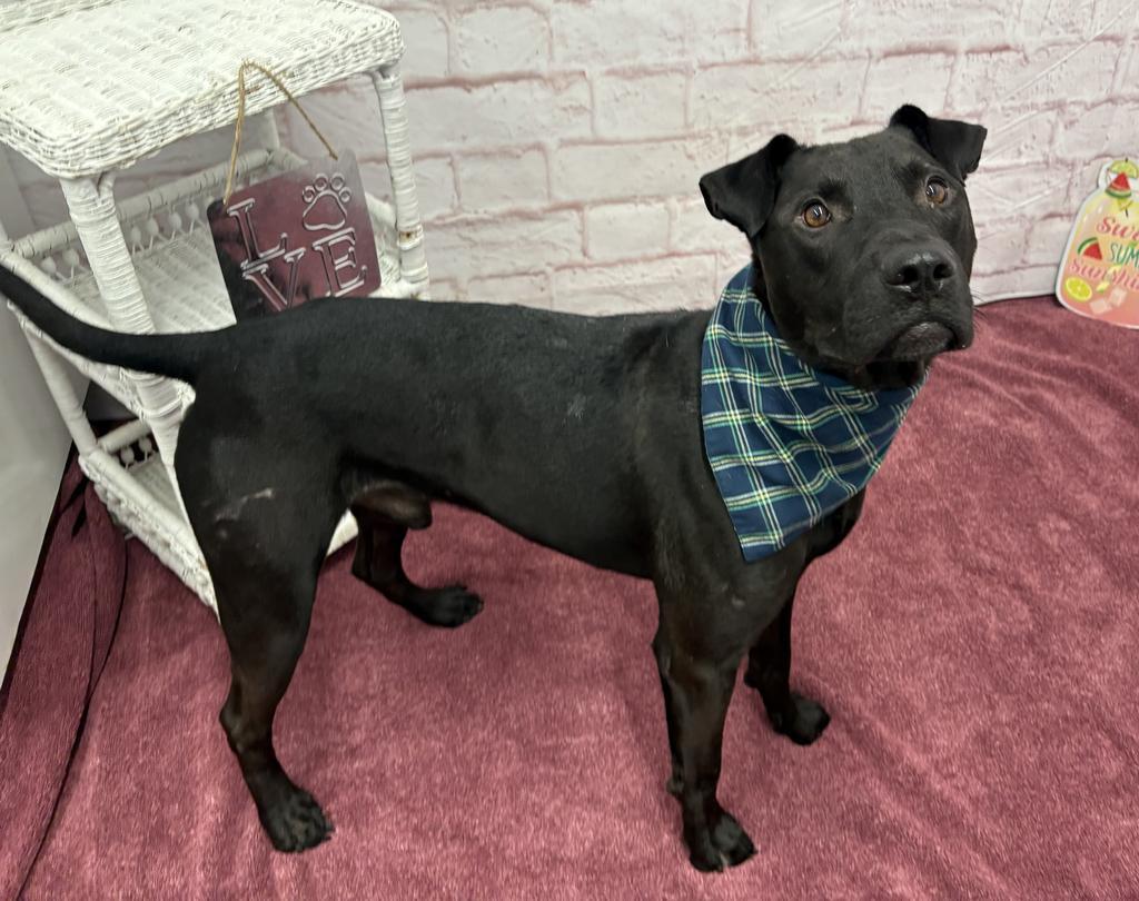 Enlarge The Mug, a Adoptable mixed breed in Detroit, MI image 5/6