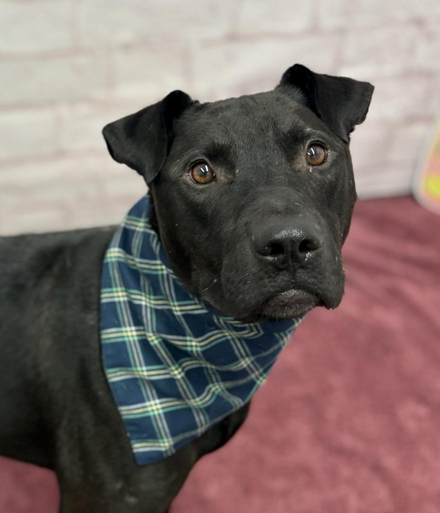 Enlarge The Mug, a Adoptable mixed breed in Detroit, MI image 6/6
