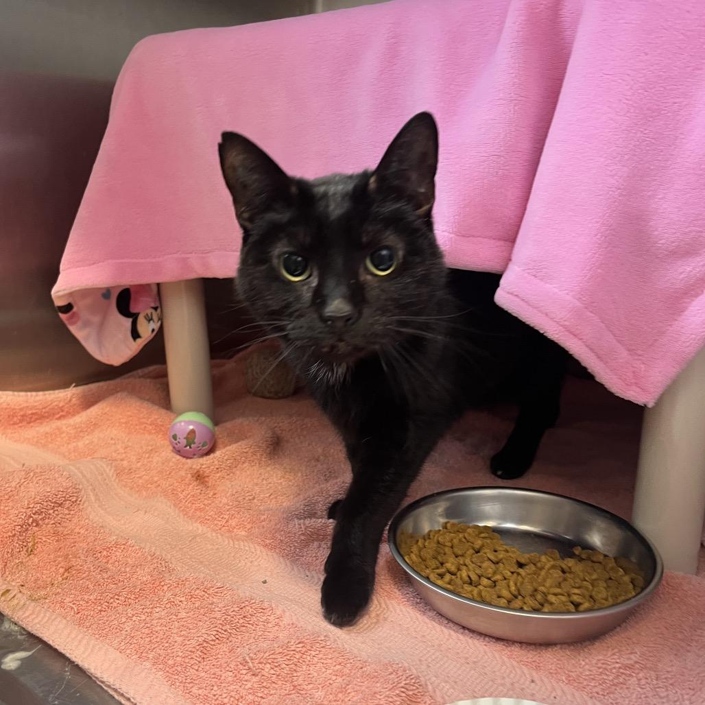 Enlarge Tinsel, a Adoptable Domestic Short Hair in Fort Wayne, IN image 1/2