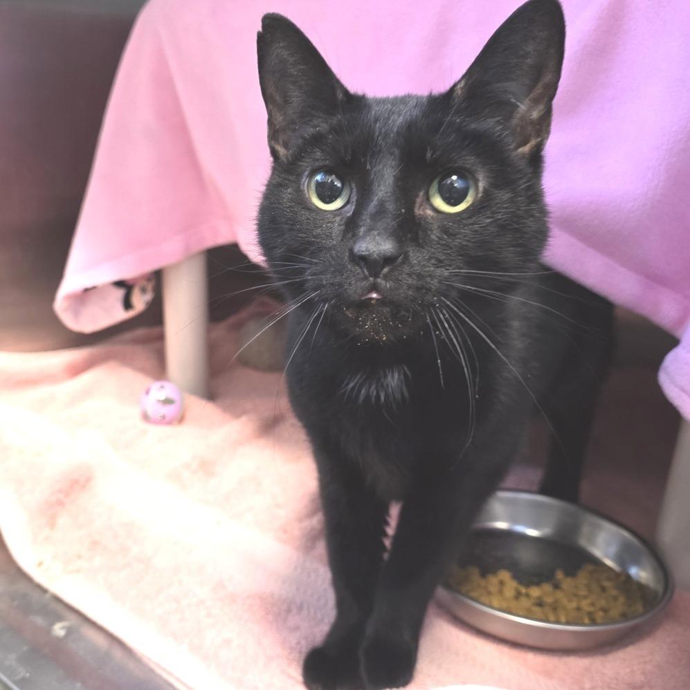 Enlarge Tinsel, a Adoptable Domestic Short Hair in Fort Wayne, IN image 2/2