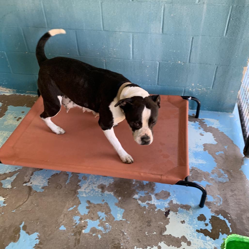 Thomasaina, adopted, Adult Female American Bulldog.
