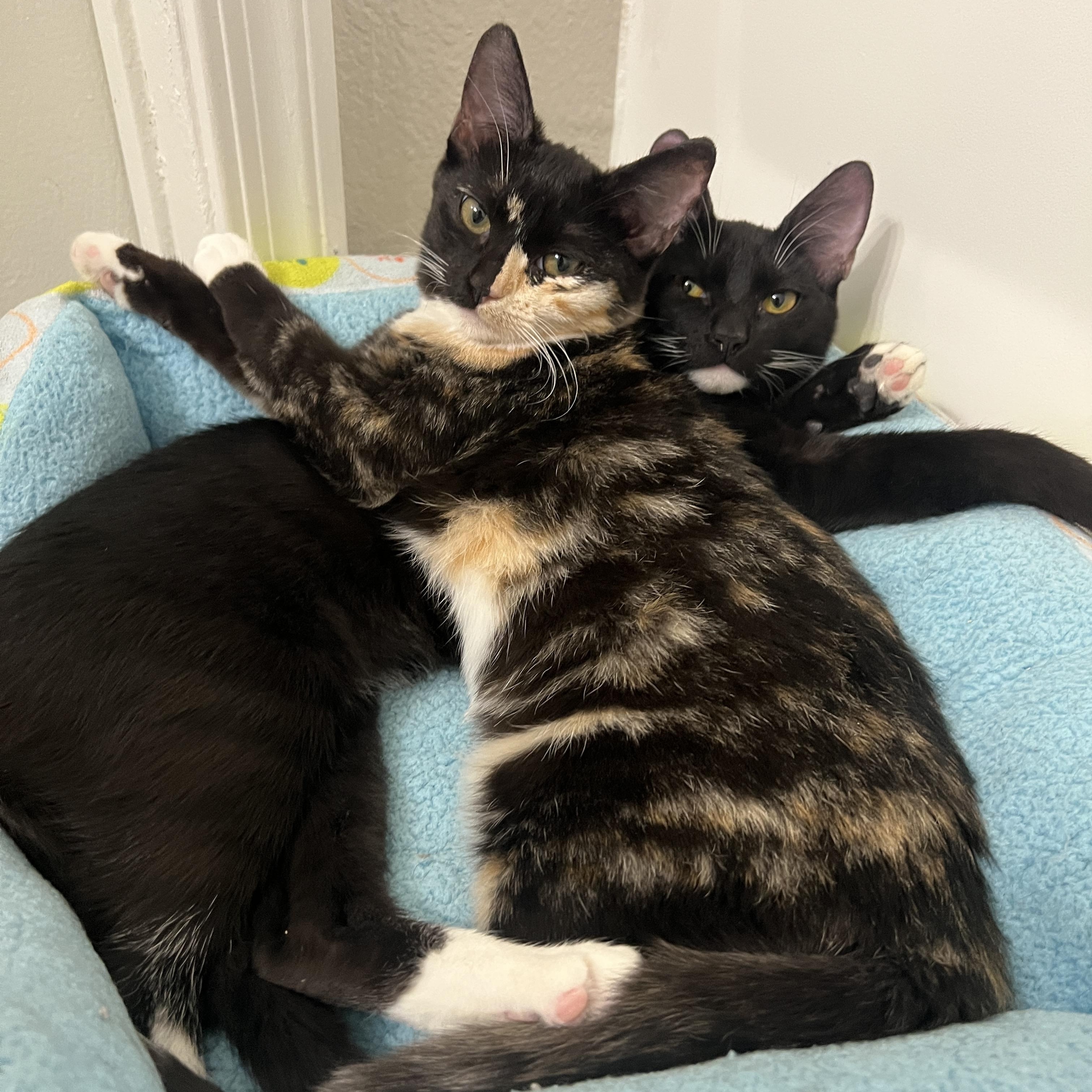 Catya and Leni, a Adoptable Tortoiseshell in Canoga Park, CA image 1/2