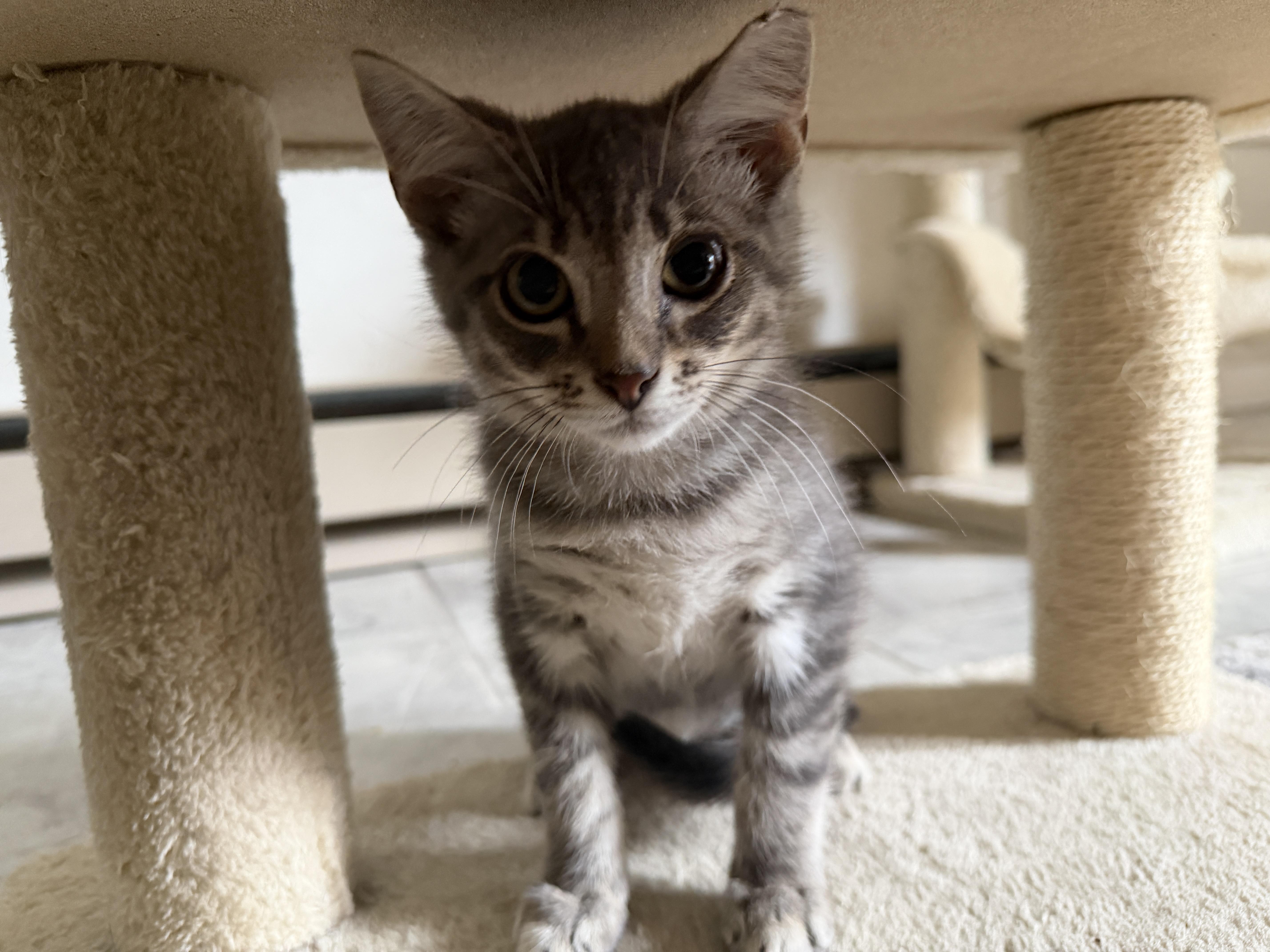 Turbo, ADOPTABLE, Kitten Male Domestic Short Hair.