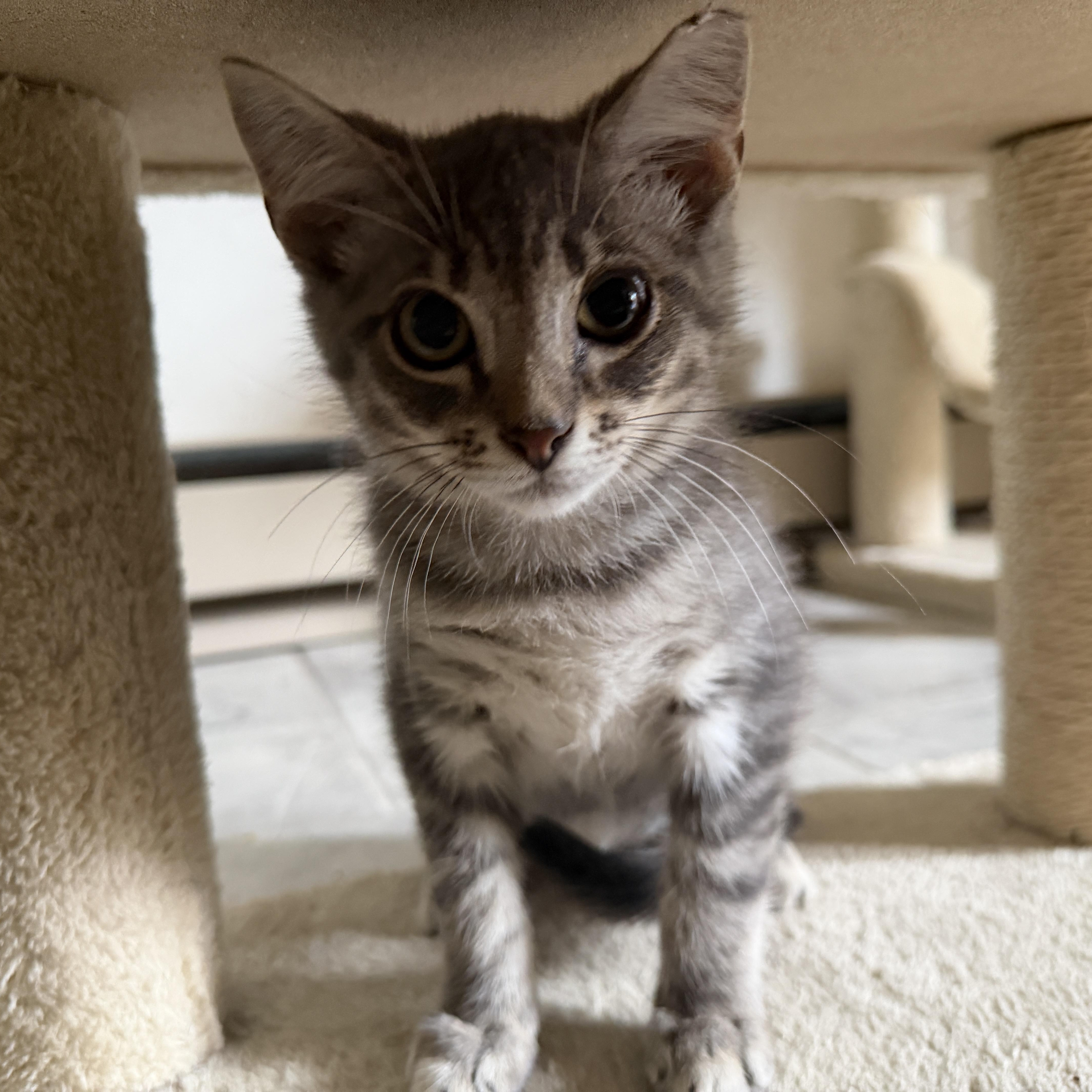 Enlarge Turbo, a Adopted Domestic Short Hair in Roanoke, VA image 2/2