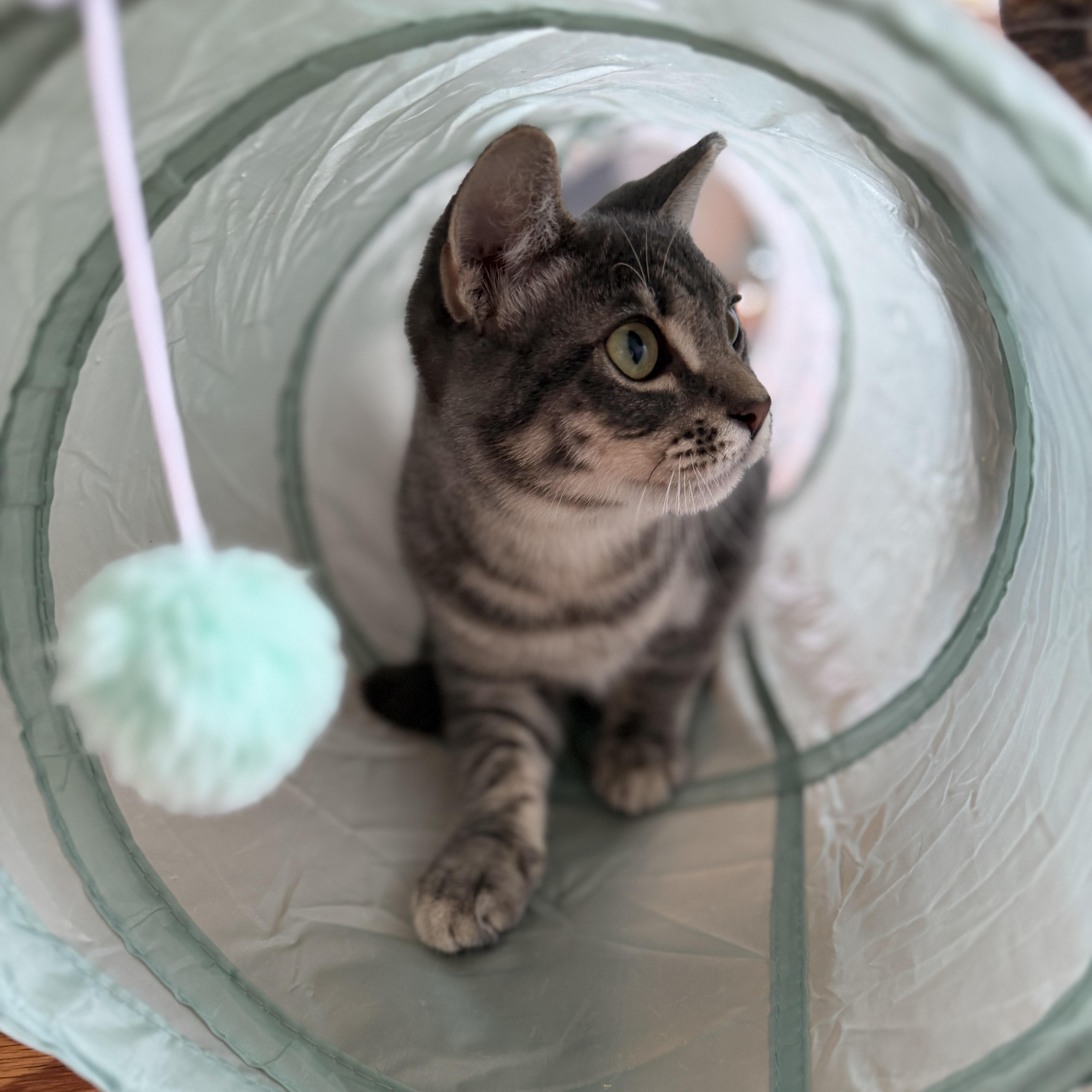 Enlarge Turbo, a Adopted Domestic Short Hair in Roanoke, VA image 1/2