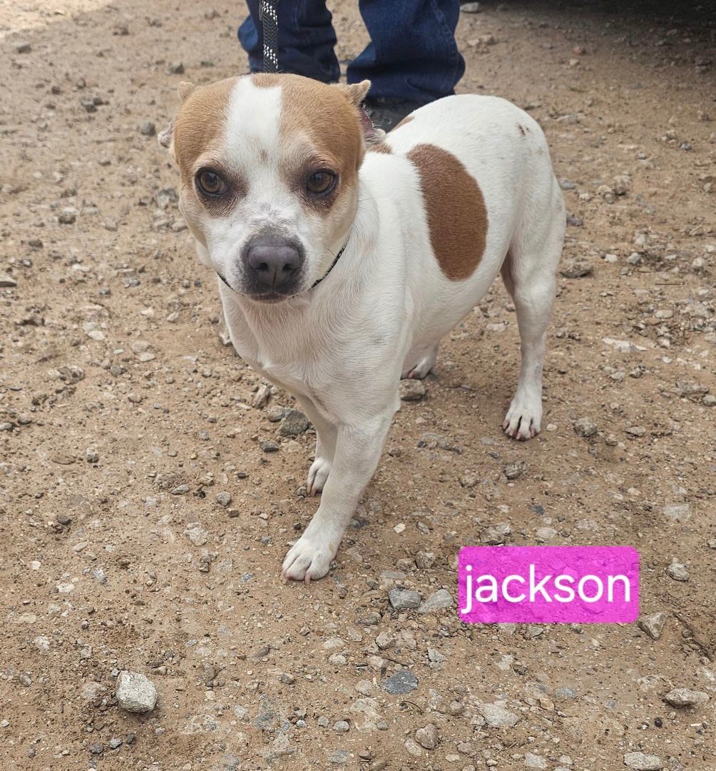 Jackson, an adoptable Jack Russell Terrier Mix in madison, WI_image-1