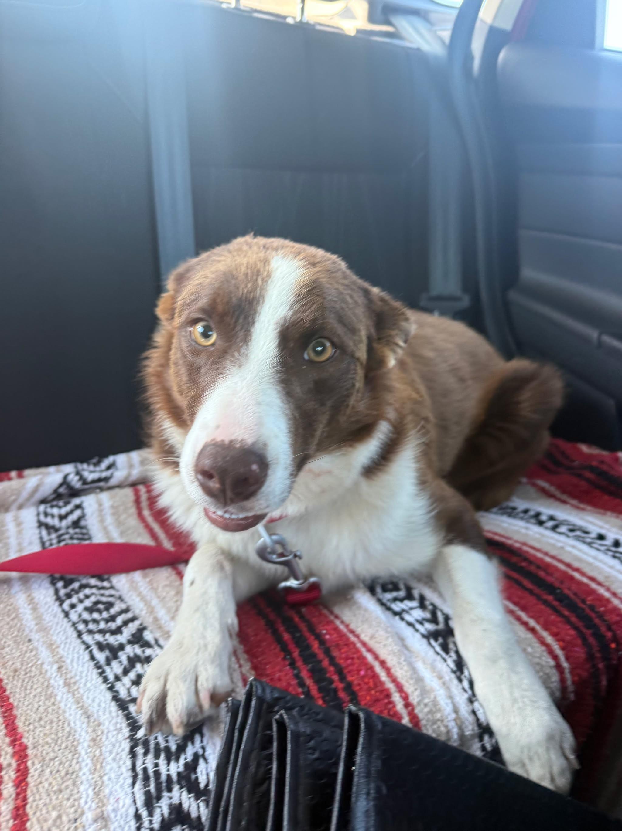 Lottie, Adopted, Adult Female Border Collie.
