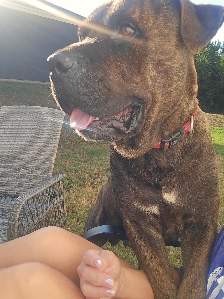 Doc, Adoptable, Adult Male Cane Corso.