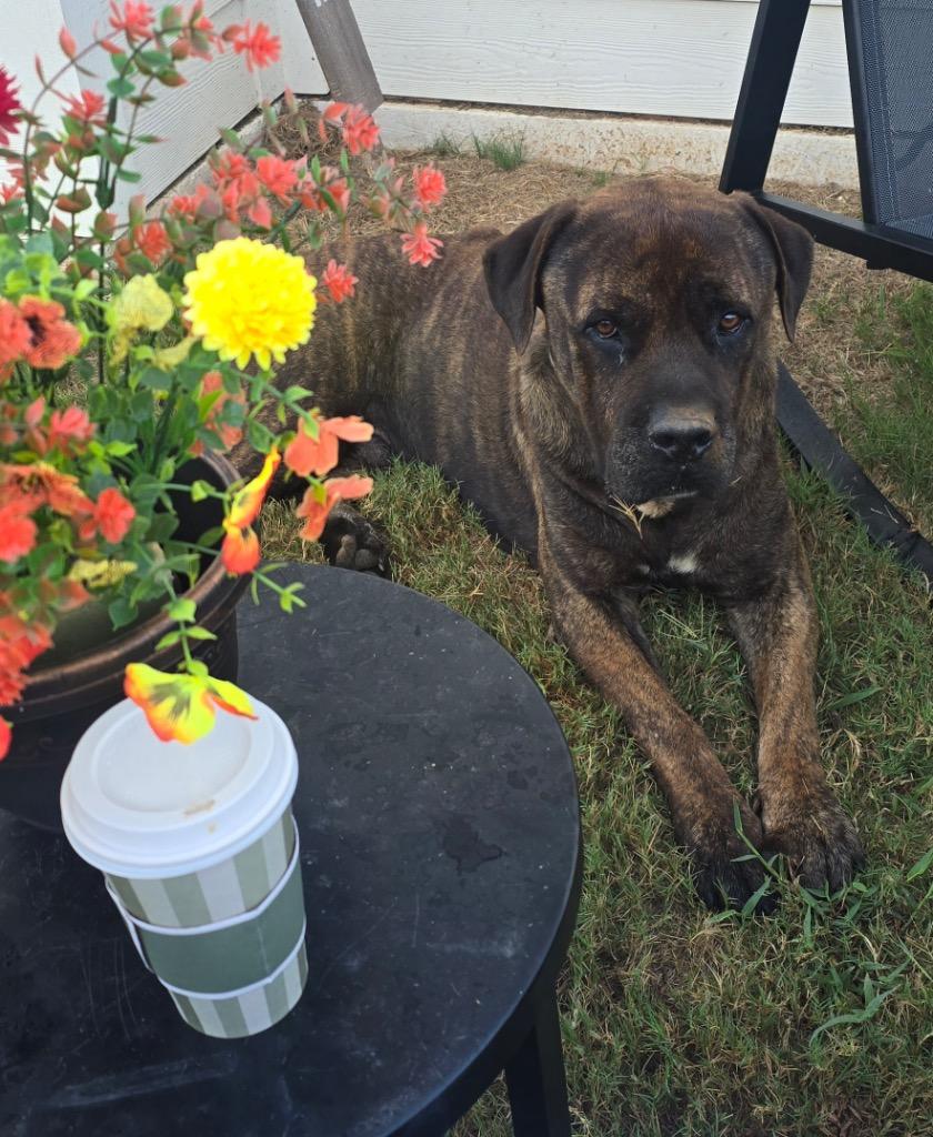 Enlarge Doc, a Adoptable Cane Corso in Gilmer, TX image 2/2