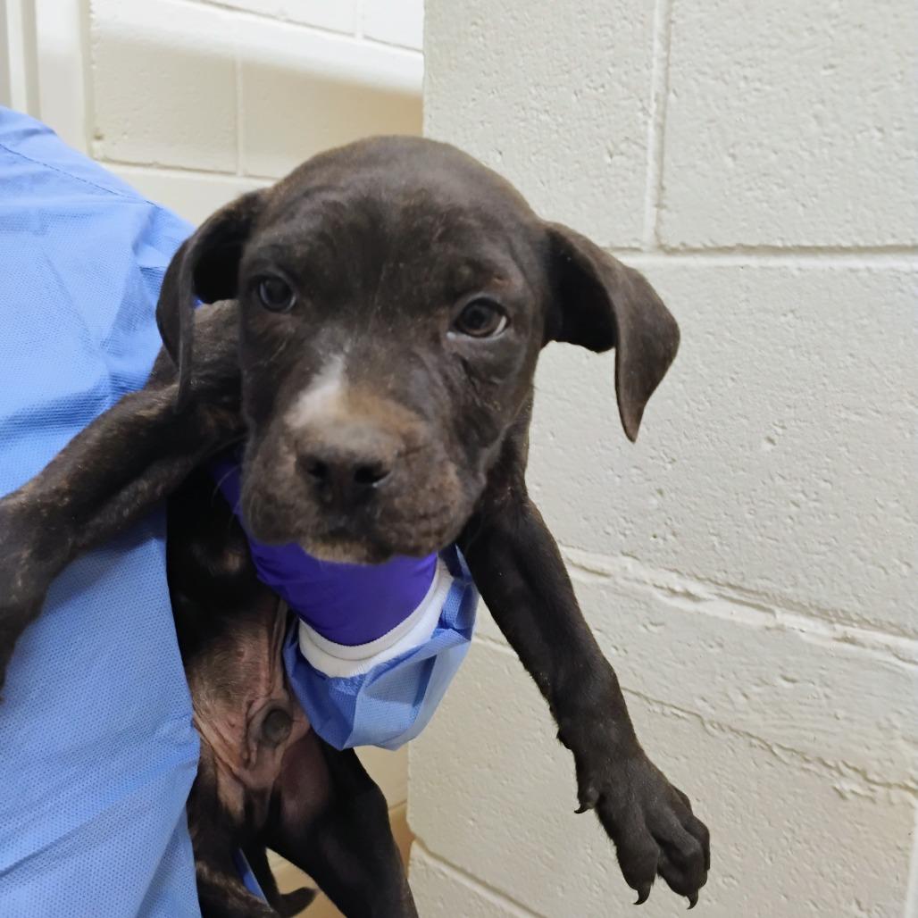 Milo, Adoptable, Puppy Male Mixed Breed.