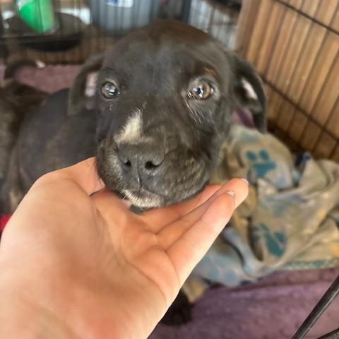 Milo, a Adoptable Mixed Breed in Duncan, OK image 2/2