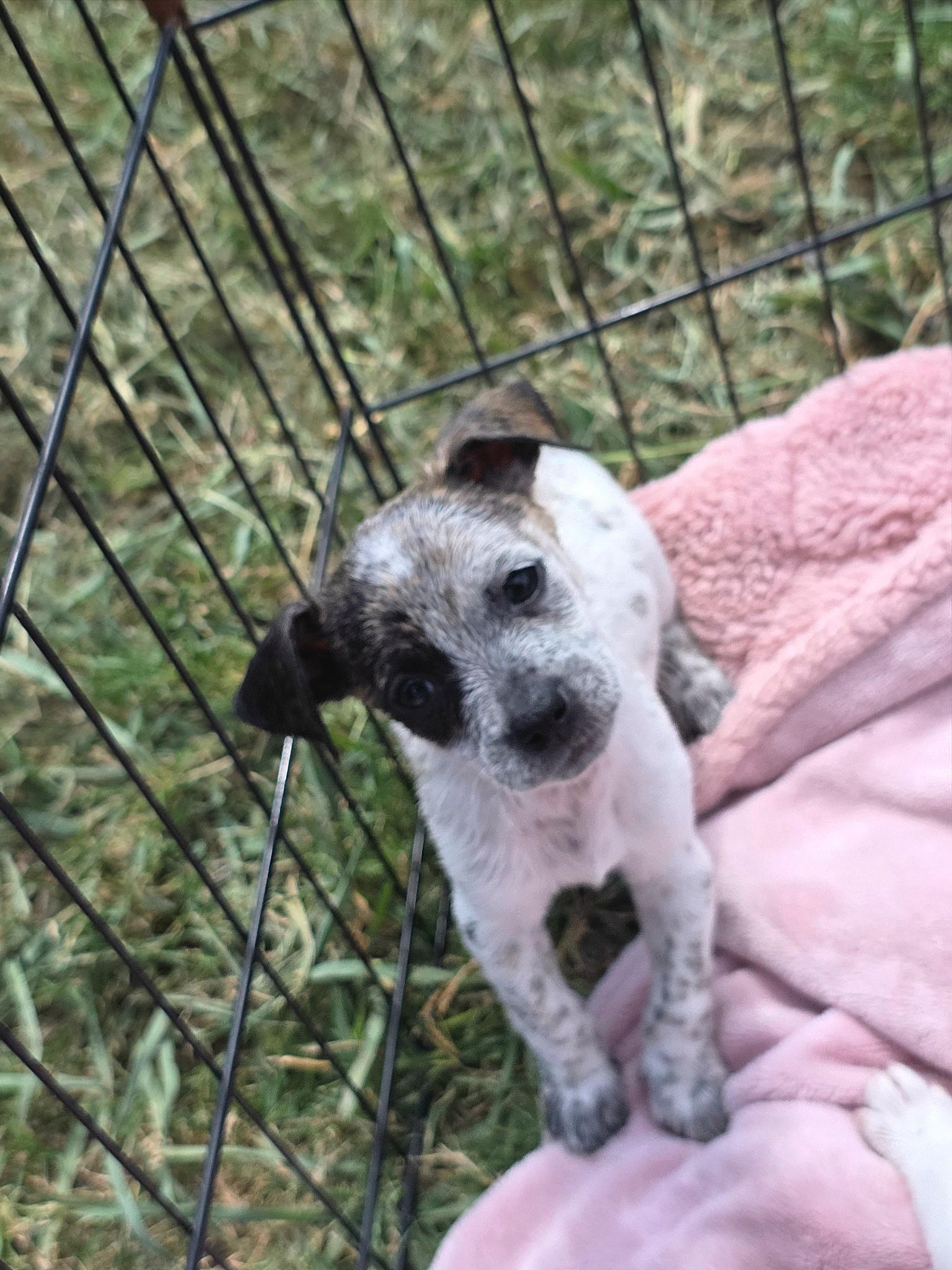 Joker, a ADOPTABLE mixed breed in Penryn, CA image 2/3