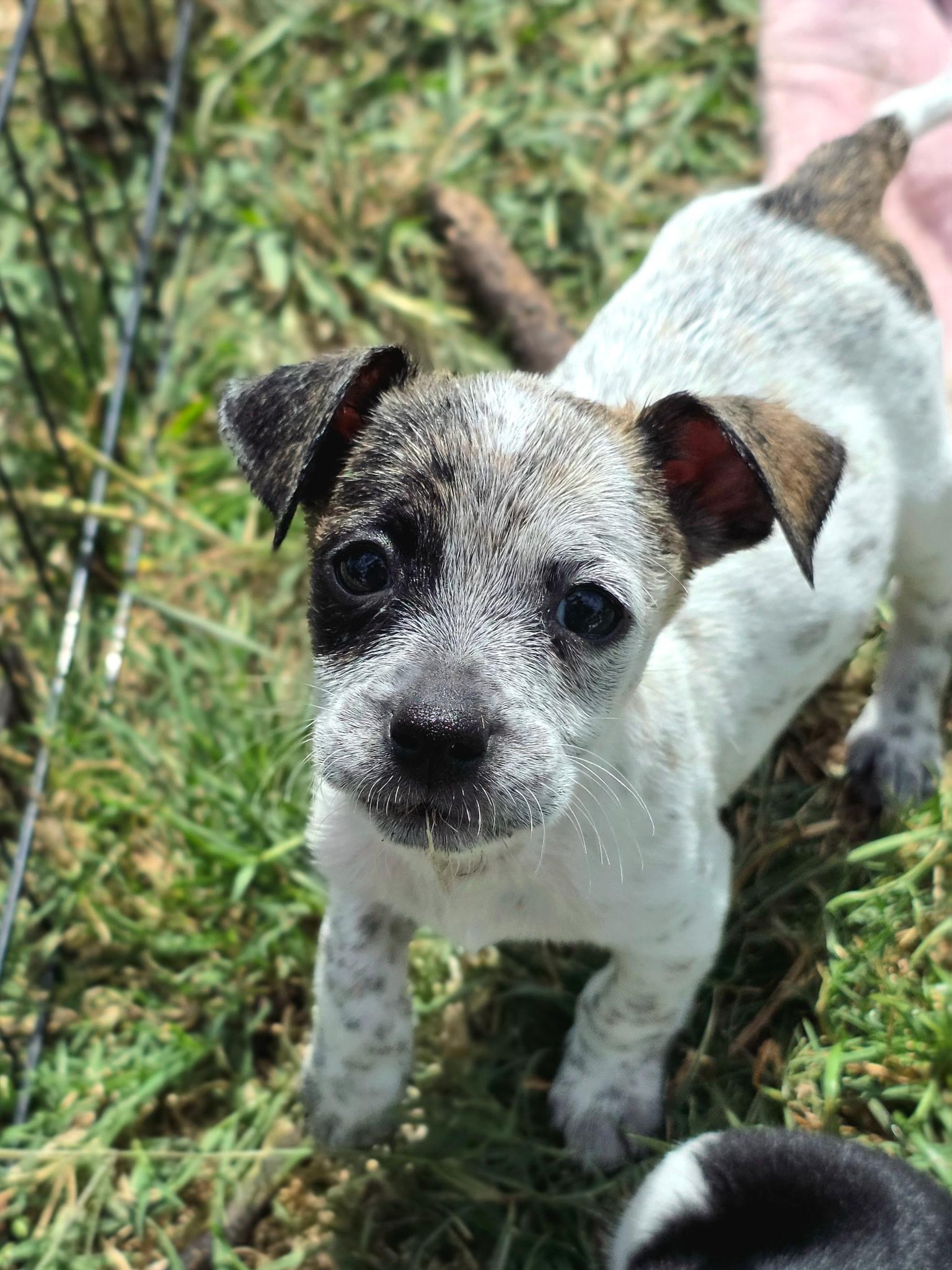 Joker, ADOPTABLE, Puppy Male Chihuahua & Australian Cattle Dog / Blue Heeler.
