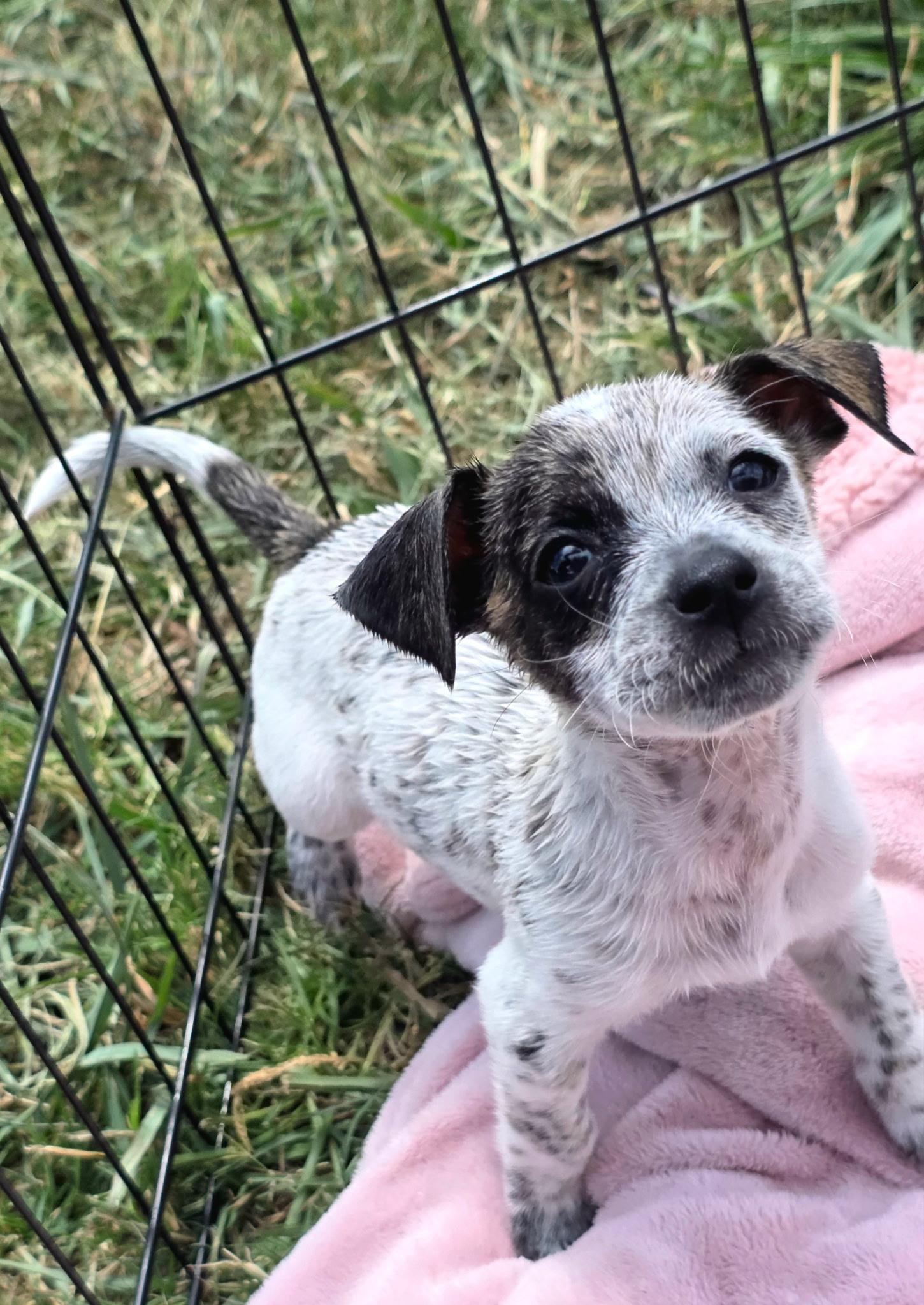 Joker, a ADOPTABLE mixed breed in Penryn, CA image 3/3