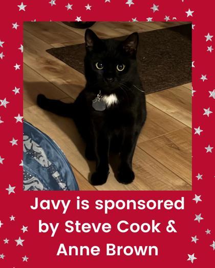 Enlarge Javy, a Adoptable mixed breed in Columbus, OH image 1/1