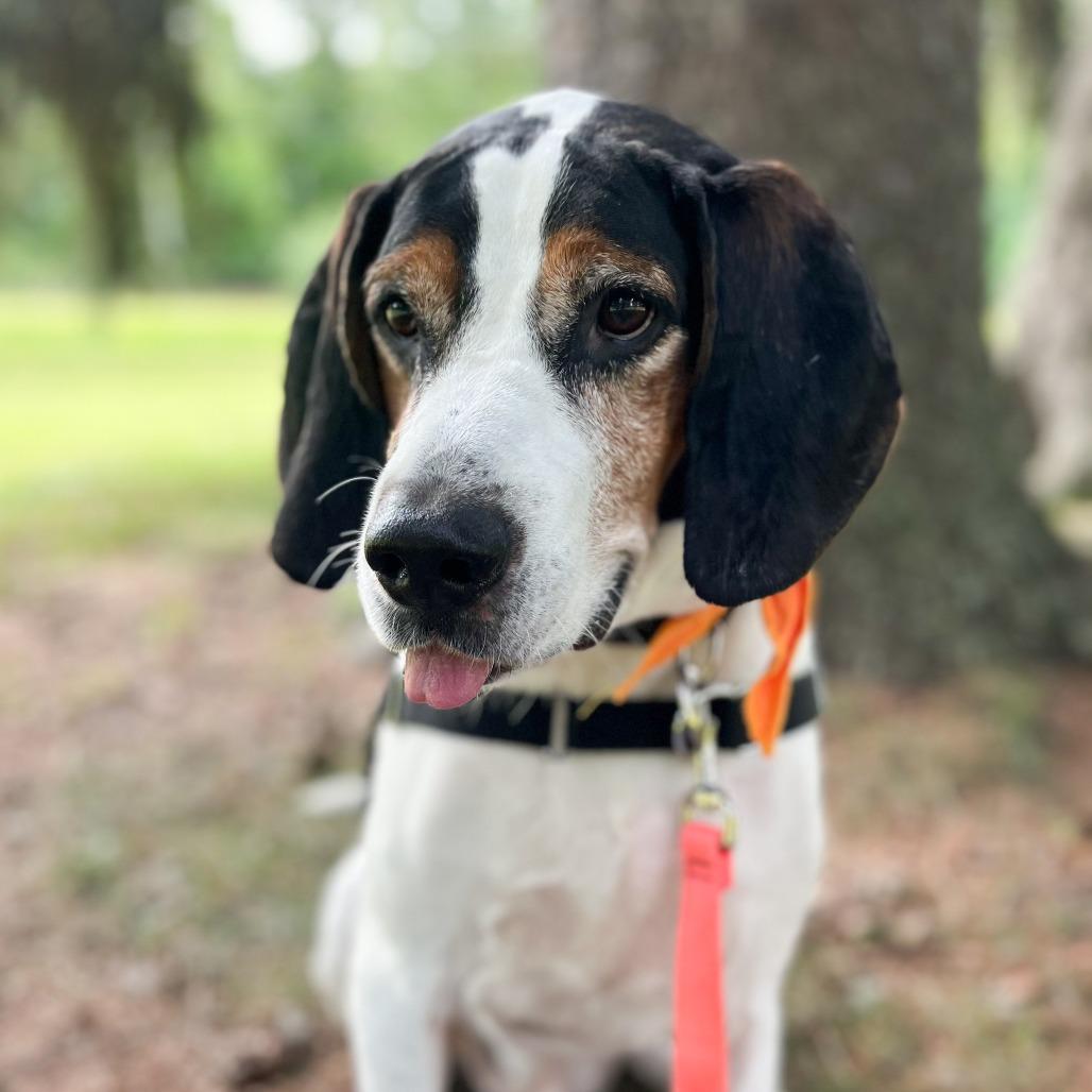 Enlarge Zero, a Adoptable Treeing Walker Coonhound in Fort Wayne, IN image 1/6