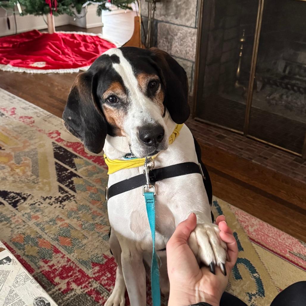 Enlarge Zero, a Adoptable Treeing Walker Coonhound in Fort Wayne, IN image 3/6