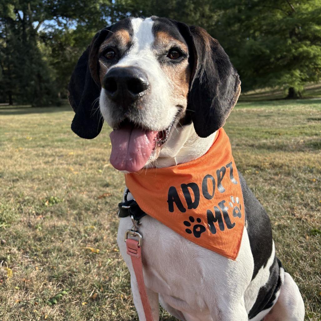 Enlarge Zero, a Adoptable Treeing Walker Coonhound in Fort Wayne, IN image 4/6