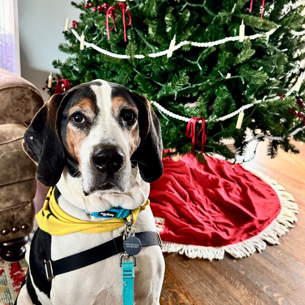 Enlarge Zero, a Adoptable Treeing Walker Coonhound in Fort Wayne, IN image 5/6