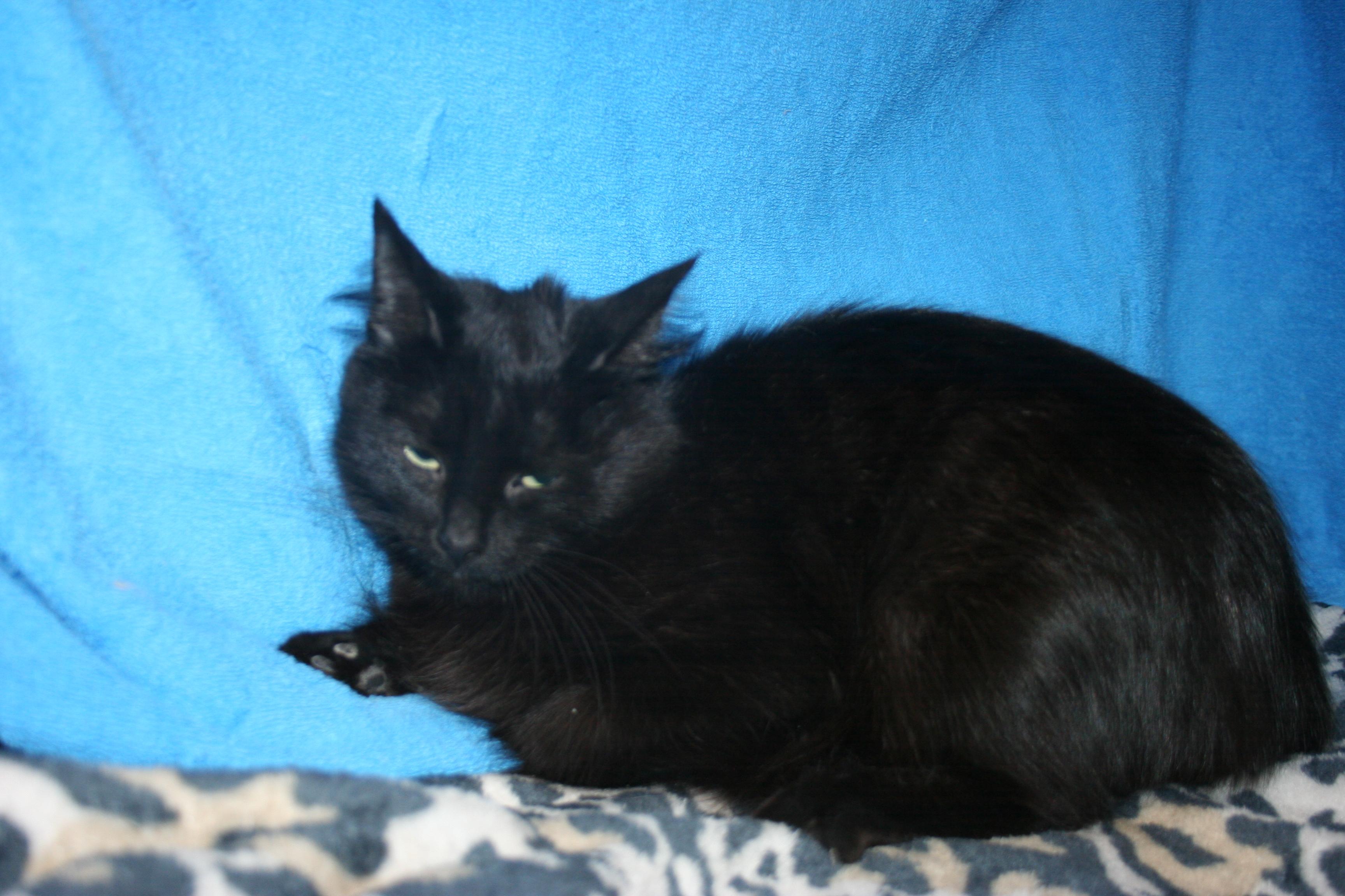 Alice, adopted, Young Female Domestic Medium Hair & Domestic Short Hair.