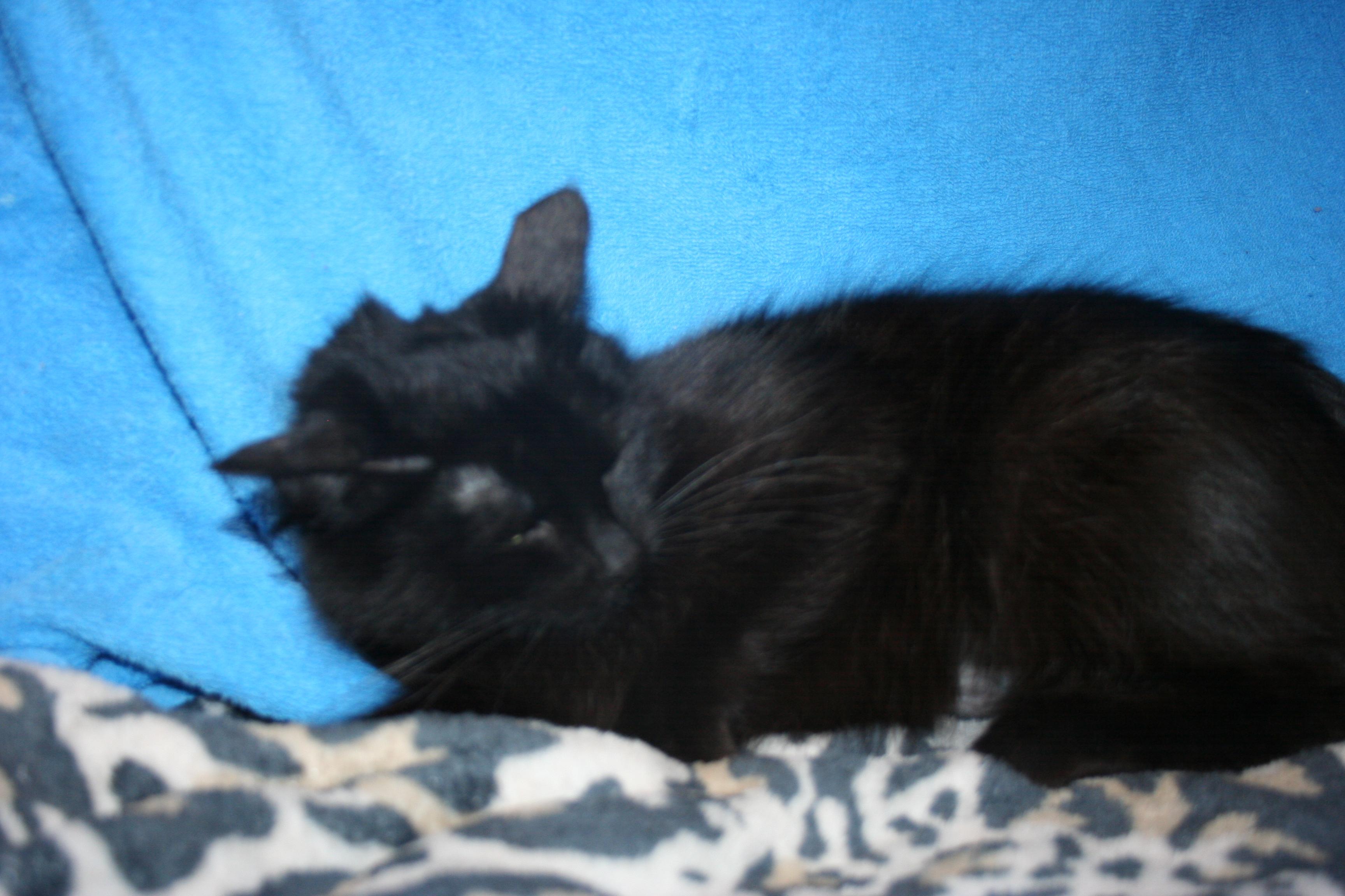 Alice, an adopted mixed breed in Howell, MI image 2/3