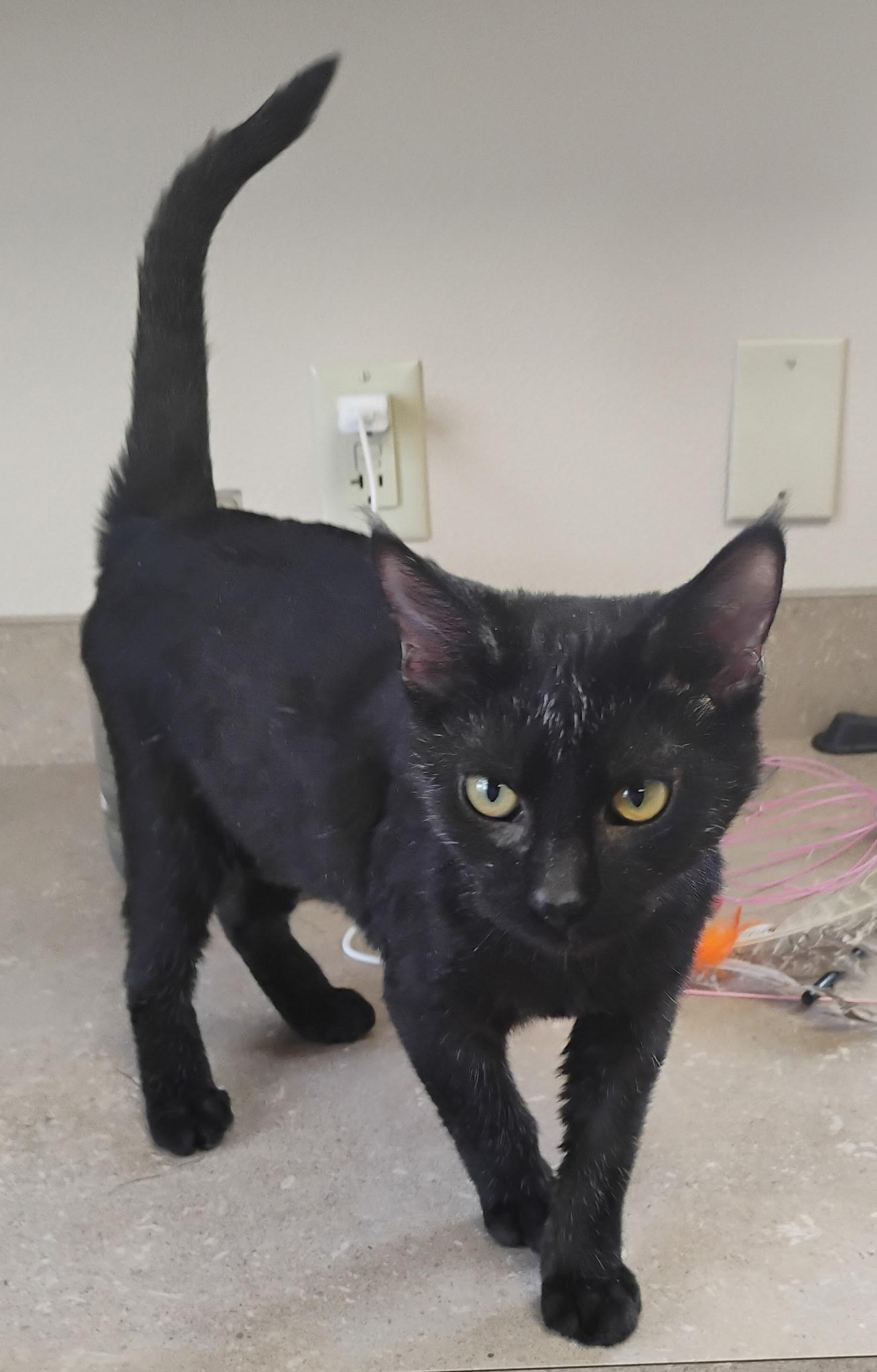 Margo, a Adoptable Domestic Short Hair in Great Falls, MT image 2/2