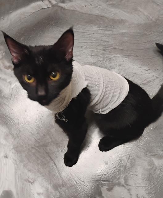 Margo, a Adoptable Domestic Short Hair in Great Falls, MT image 1/2