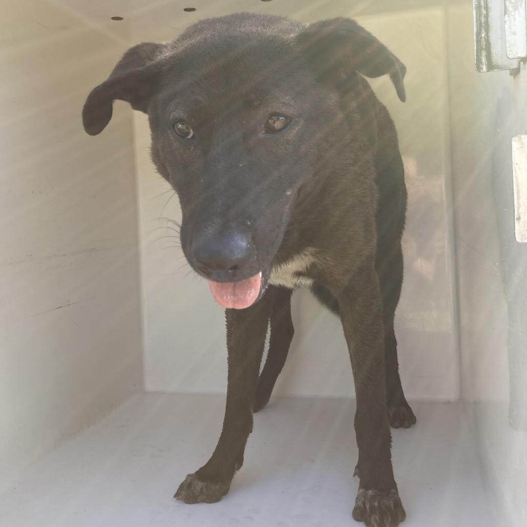 Enlarge Van, a Adoptable mixed breed in Beaumont, TX image 1/4