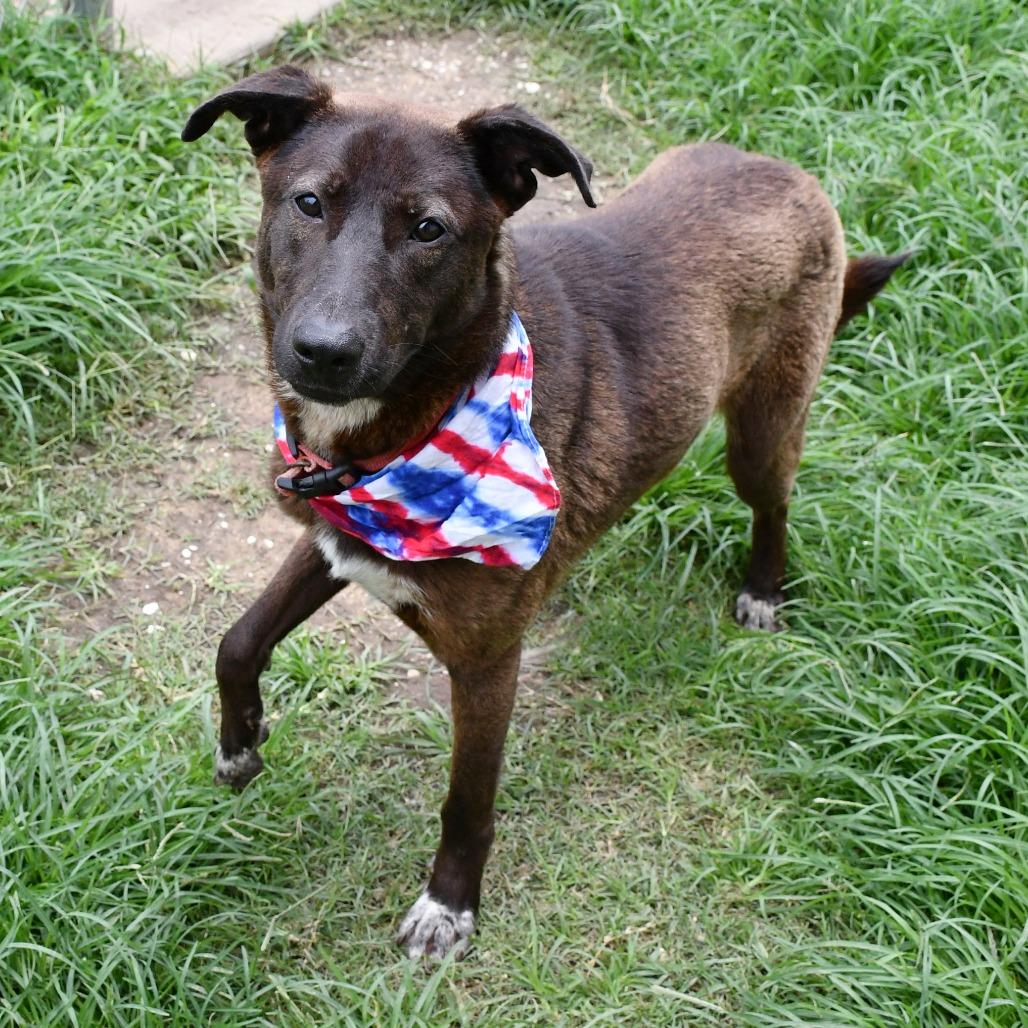 Enlarge Van, a Adoptable mixed breed in Beaumont, TX image 2/4