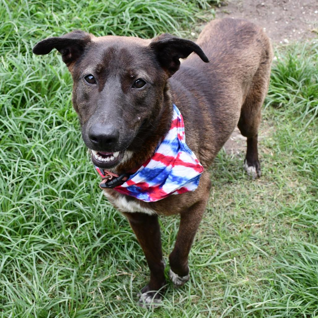 Enlarge Van, a Adoptable mixed breed in Beaumont, TX image 3/4
