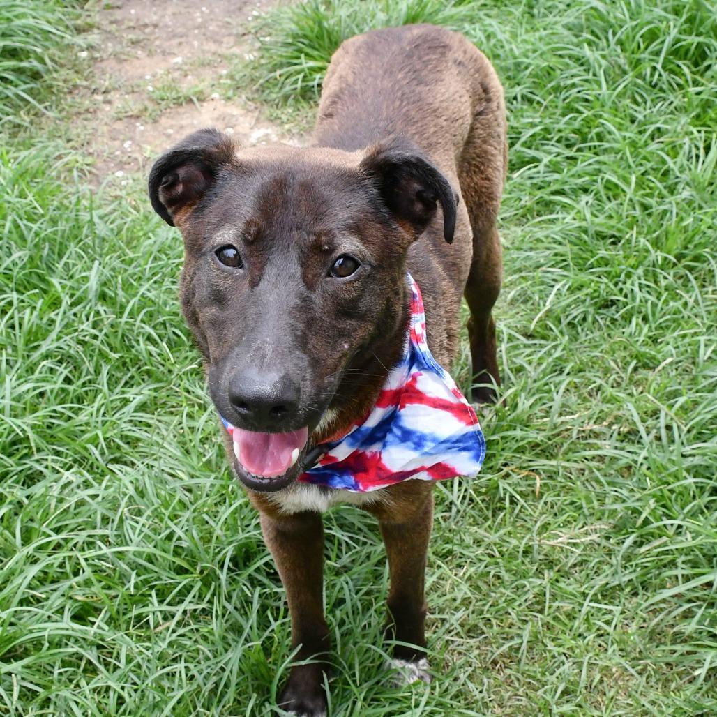 Enlarge Van, a Adoptable mixed breed in Beaumont, TX image 4/4