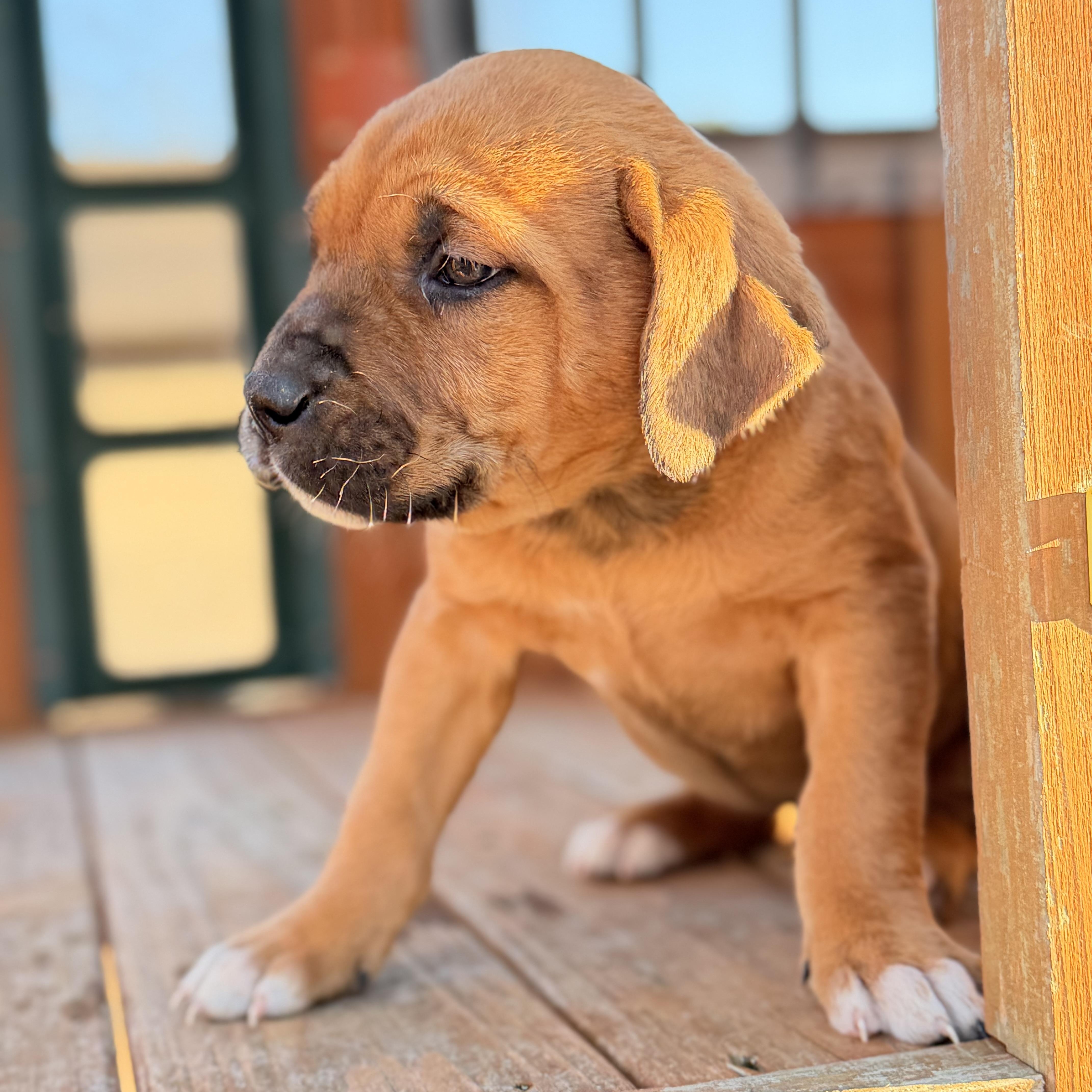 Enlarge Cierra, a hold mixed breed in Johnston, RI image 2/6