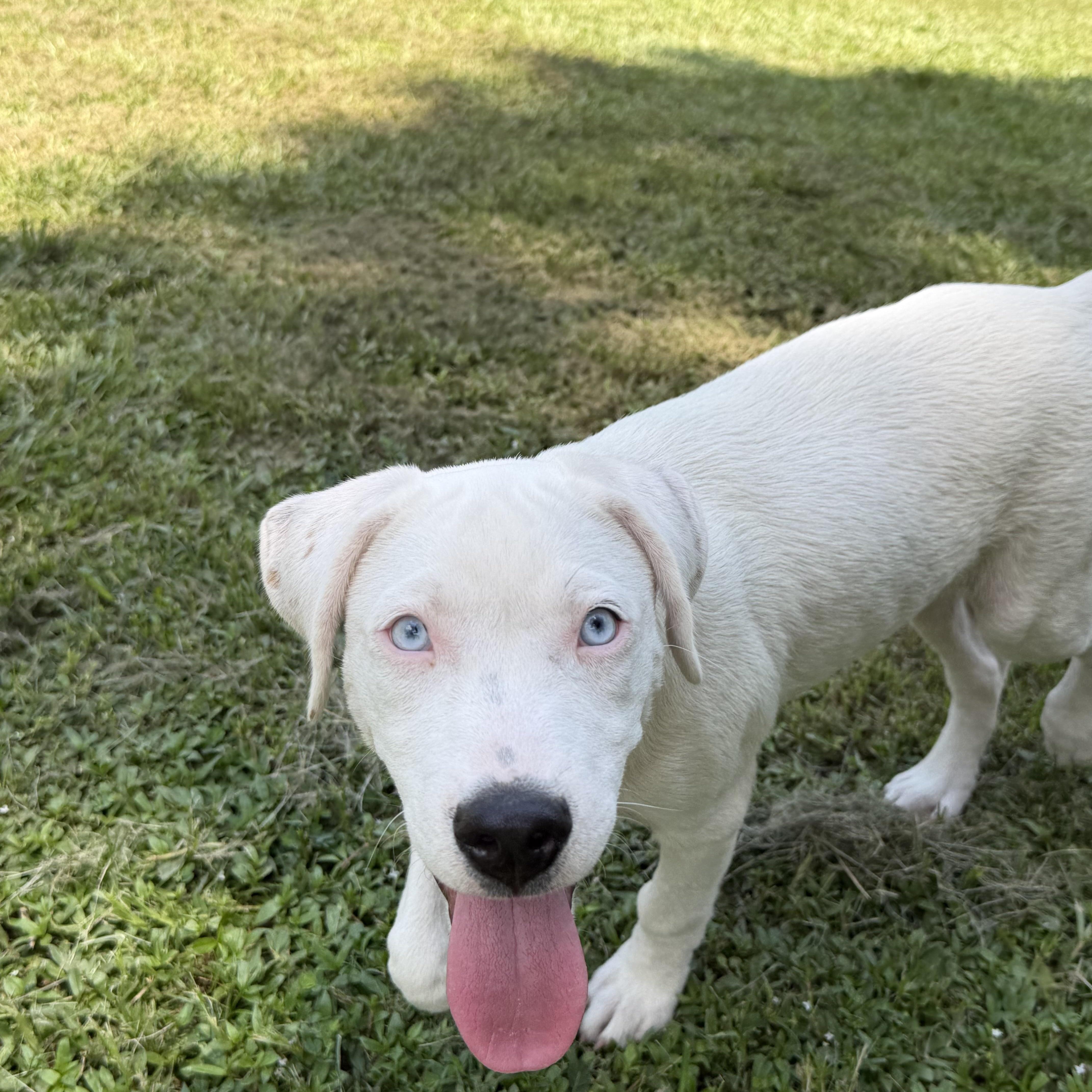 Enlarge Angel, a ADOPTABLE mixed breed in Alabaster, AL image 2/5
